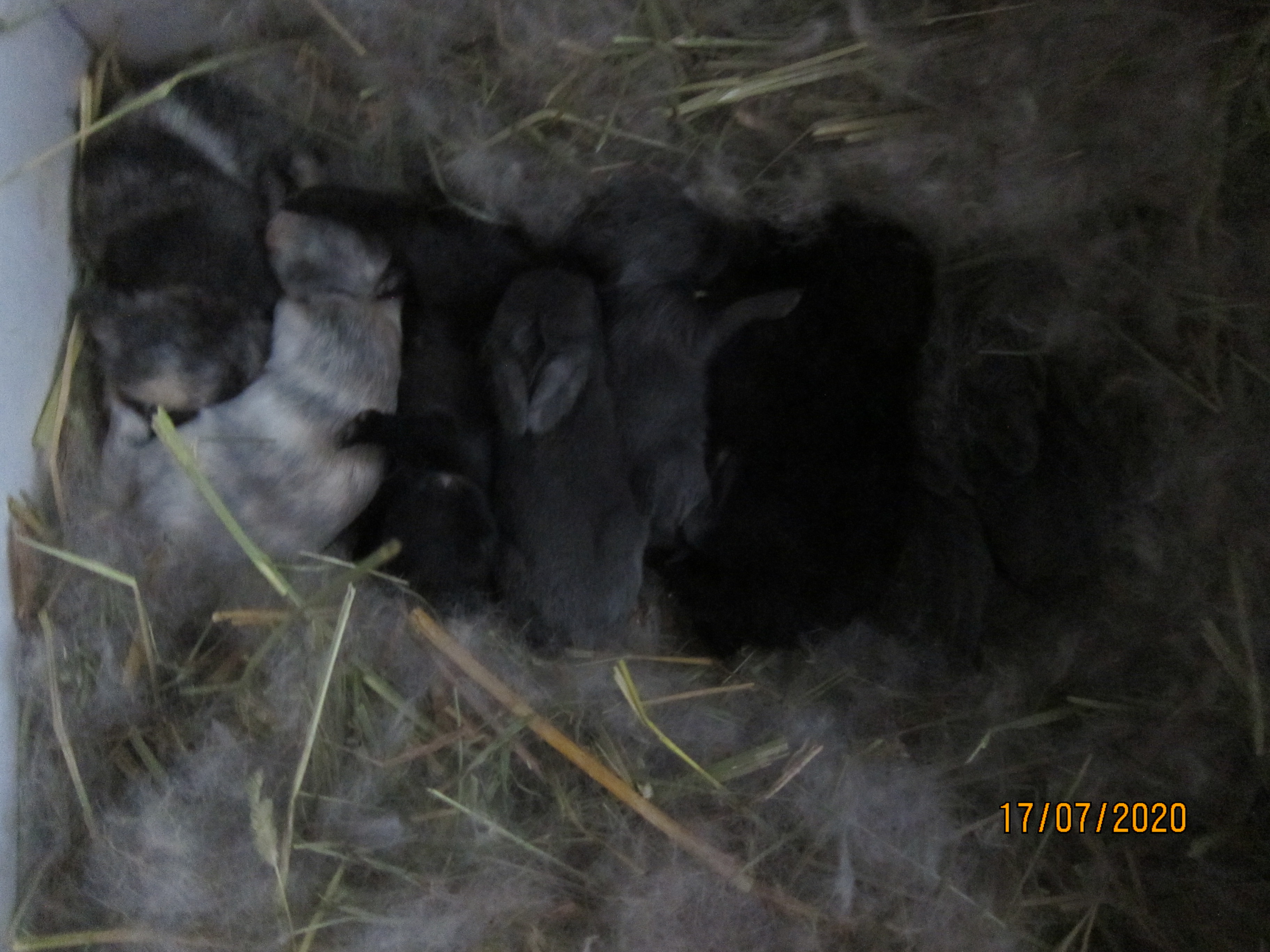 Newborn Bunnies from July 2020