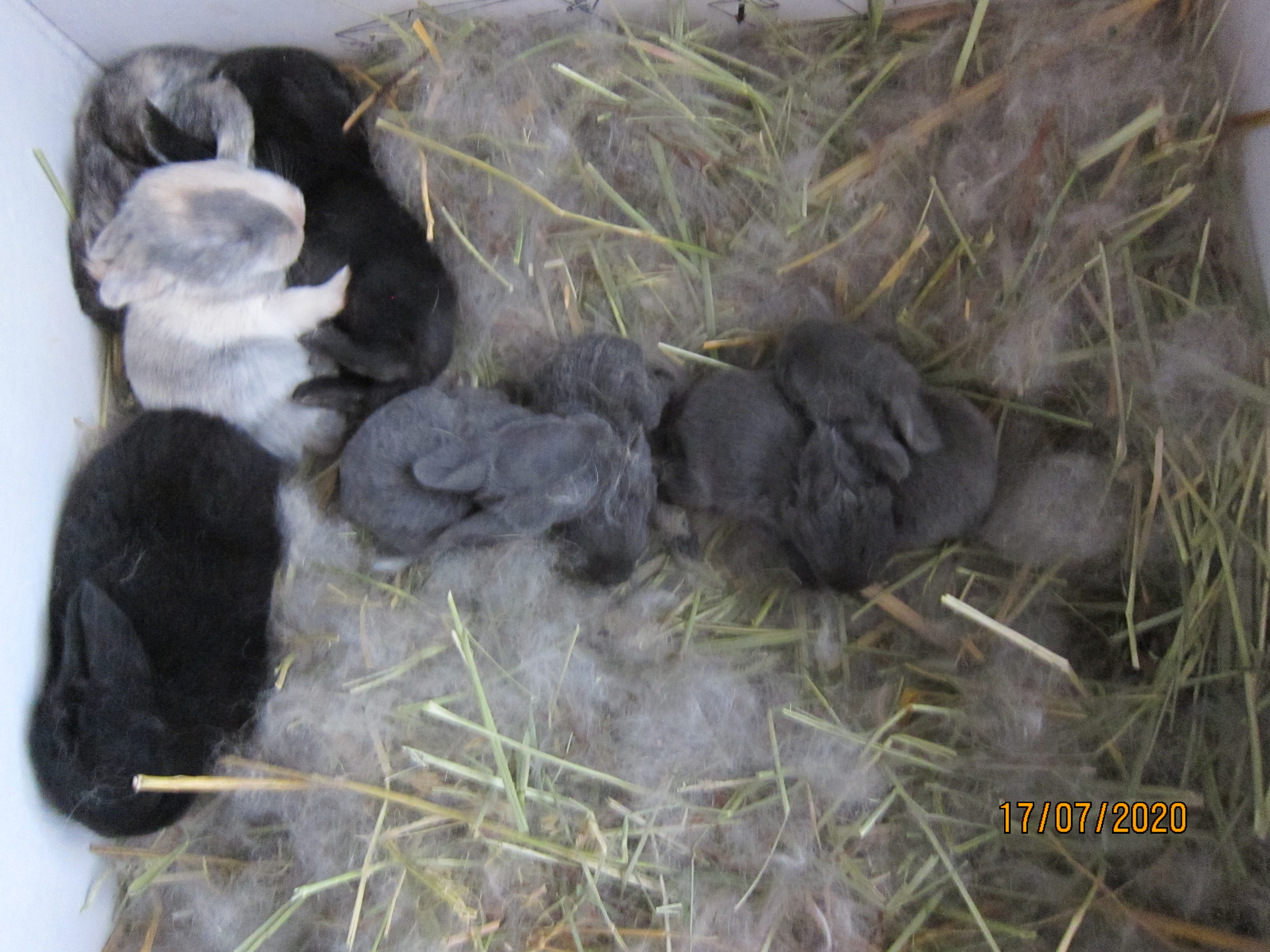 Newborn Bunnies from July 2020