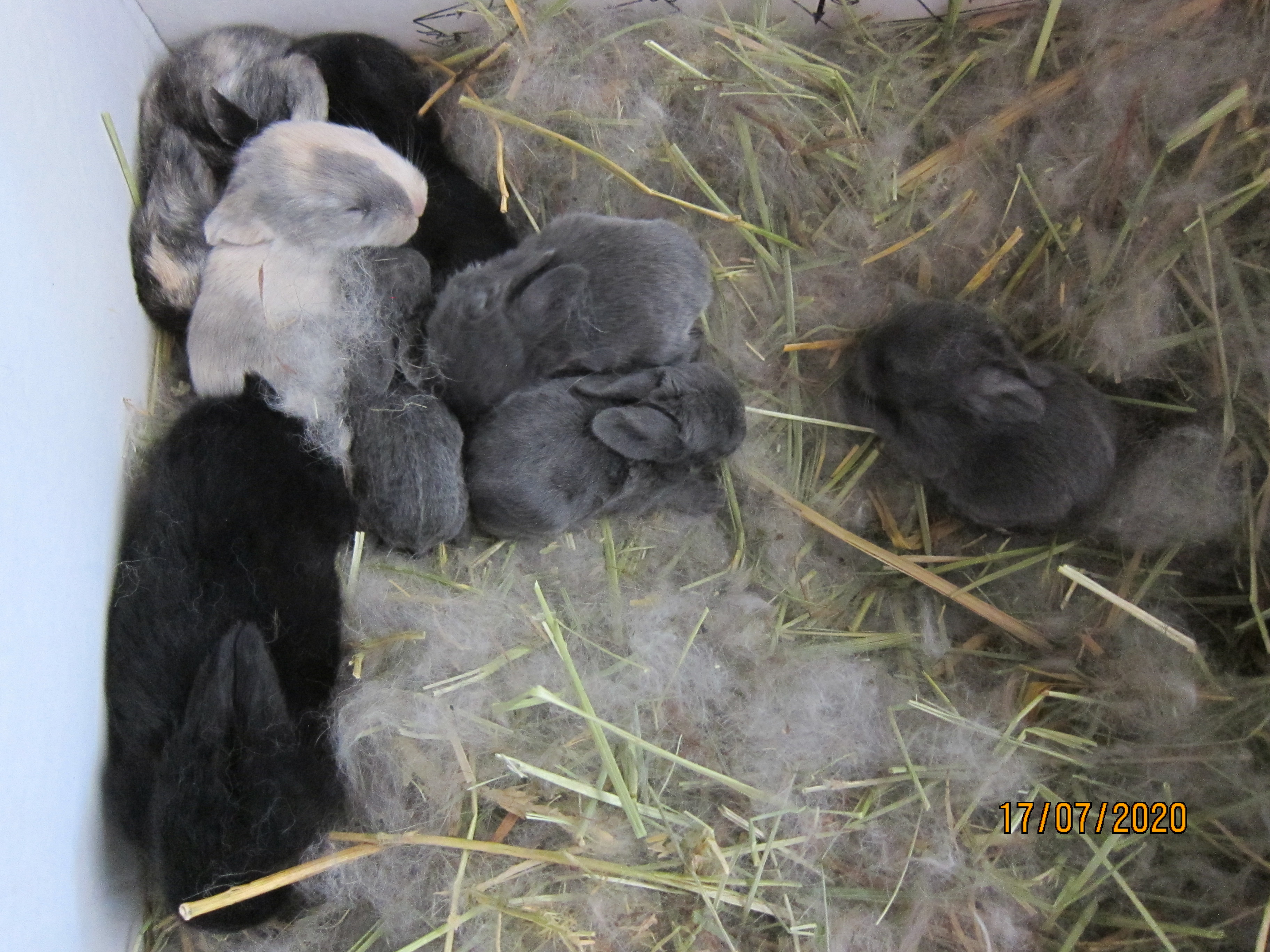 Newborn Bunnies from July 2020