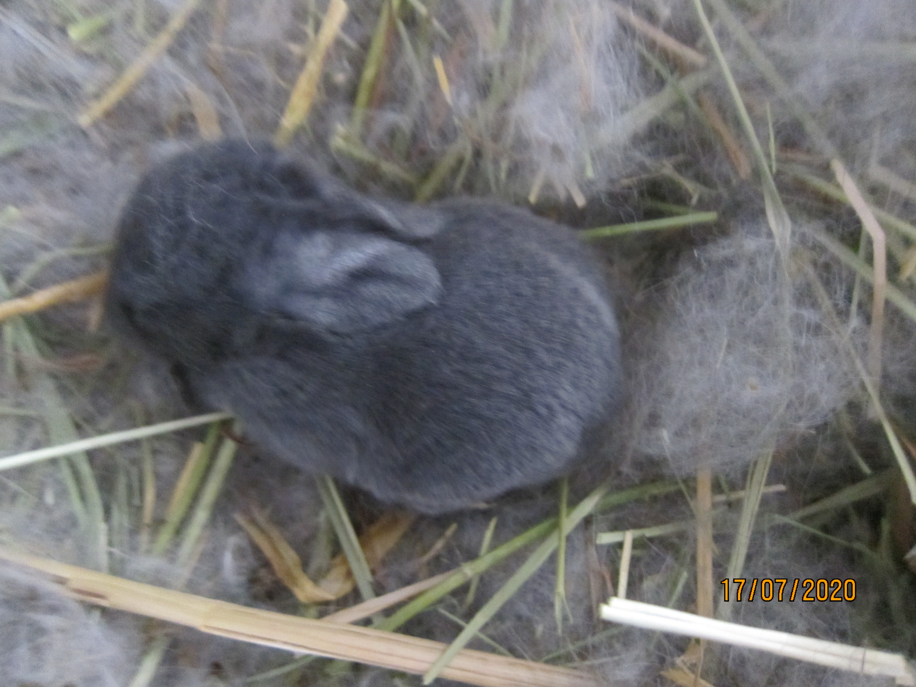 Newborn Bunnies from July 2020