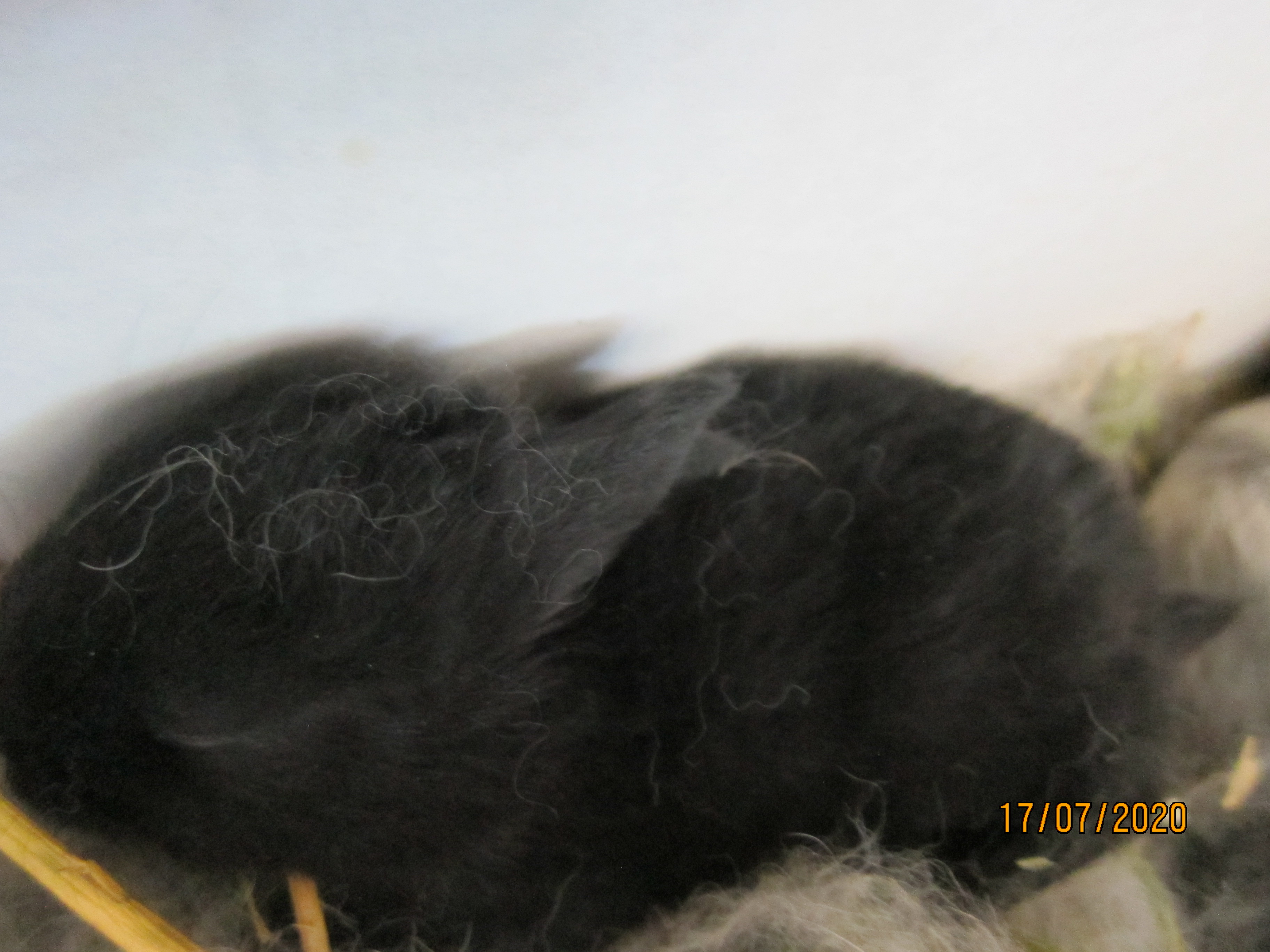 Newborn Bunnies from July 2020