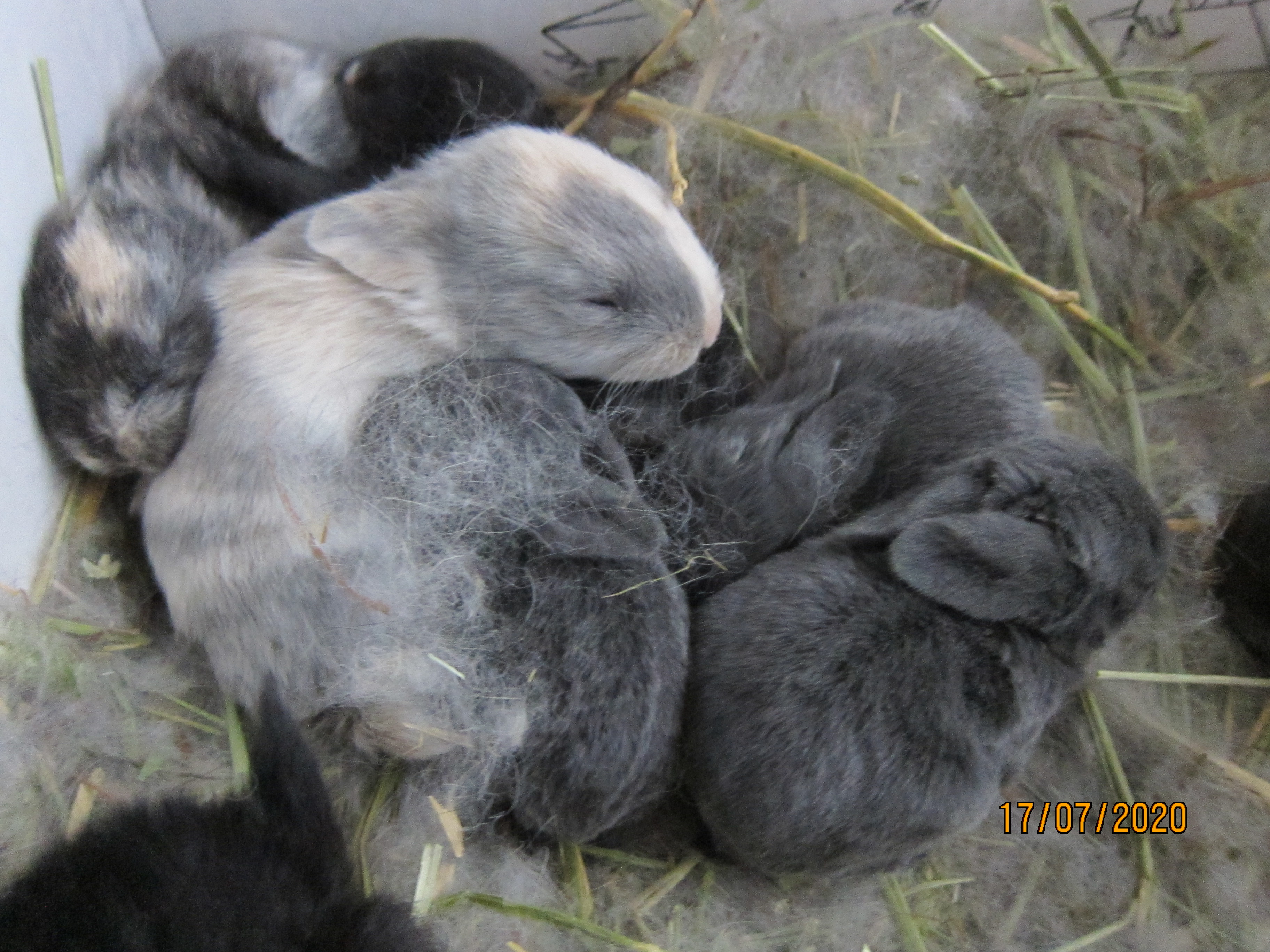 Newborn Bunnies from July 2020