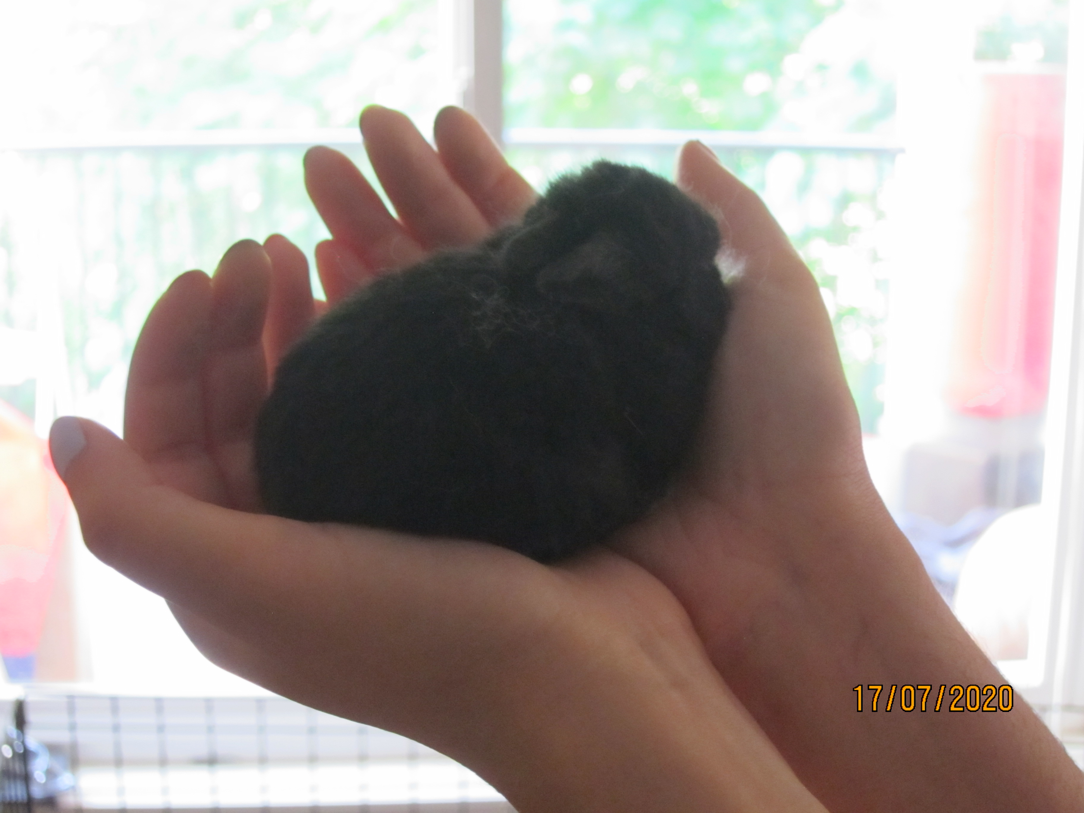 Newborn Bunnies from July 2020