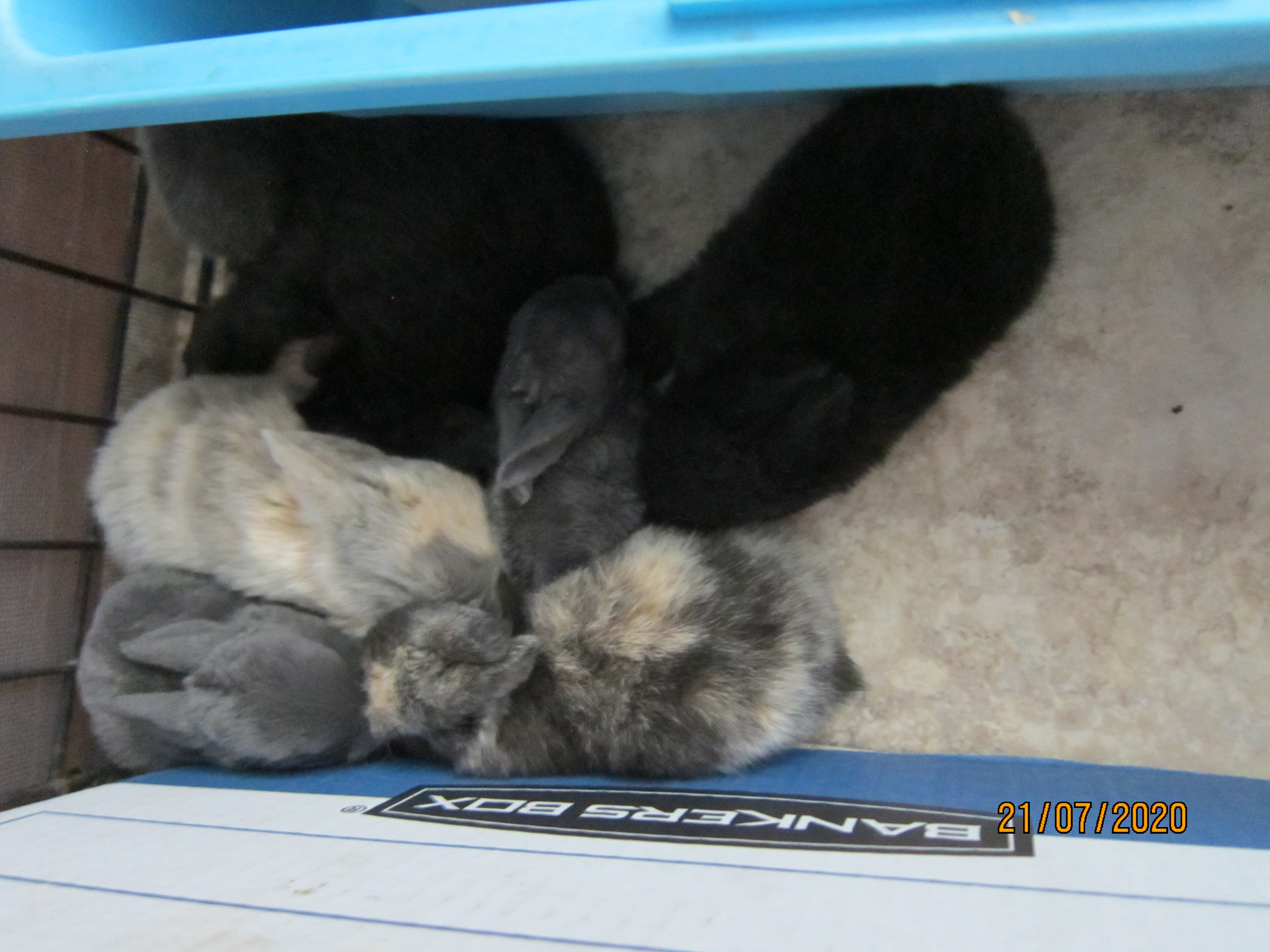 Newborn Bunnies from July 21- 31, 2020