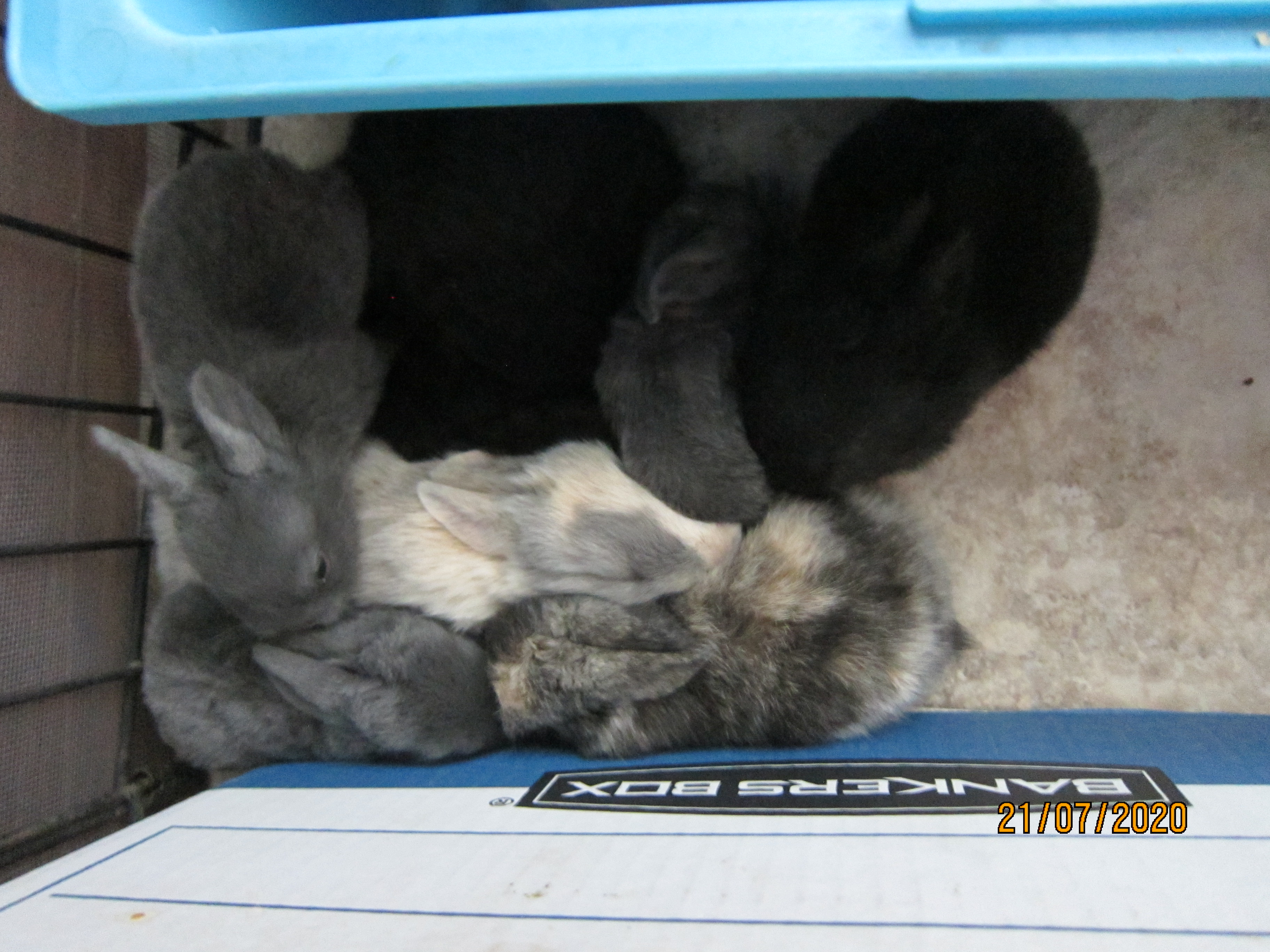 Newborn Bunnies from July 21- 31, 2020