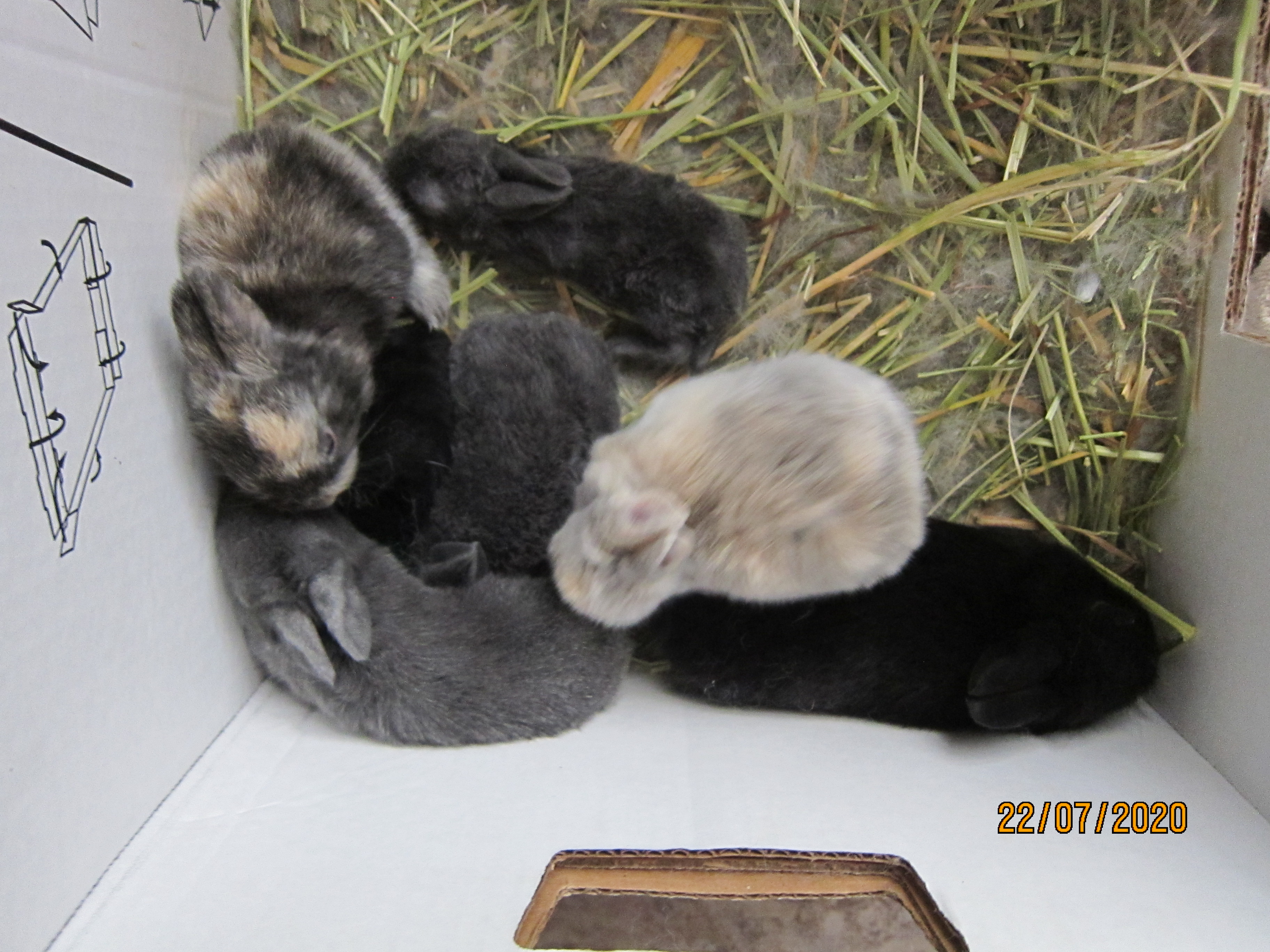 Newborn Bunnies from July 21- 31, 2020