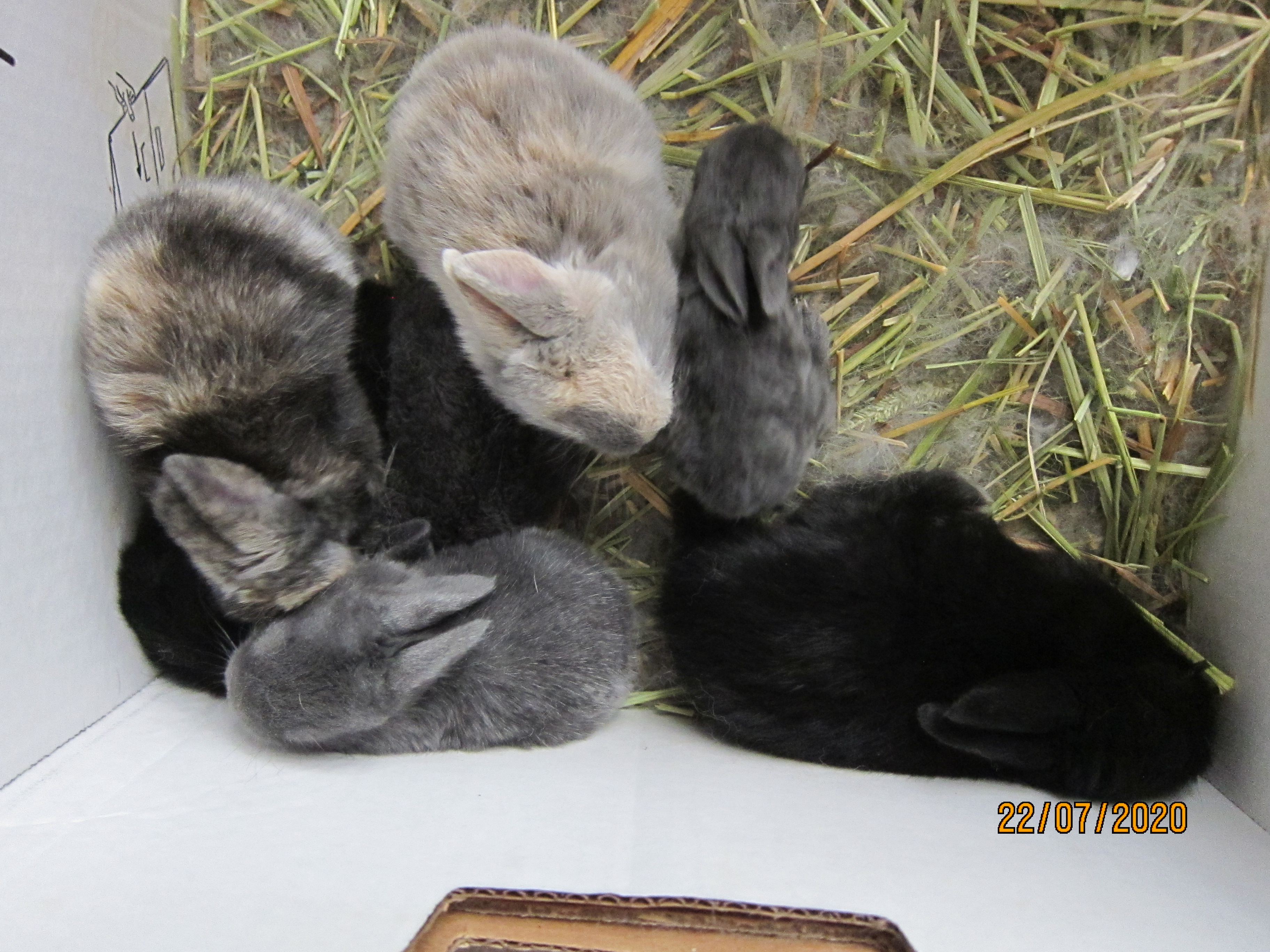 Newborn Bunnies from July 21- 31, 2020