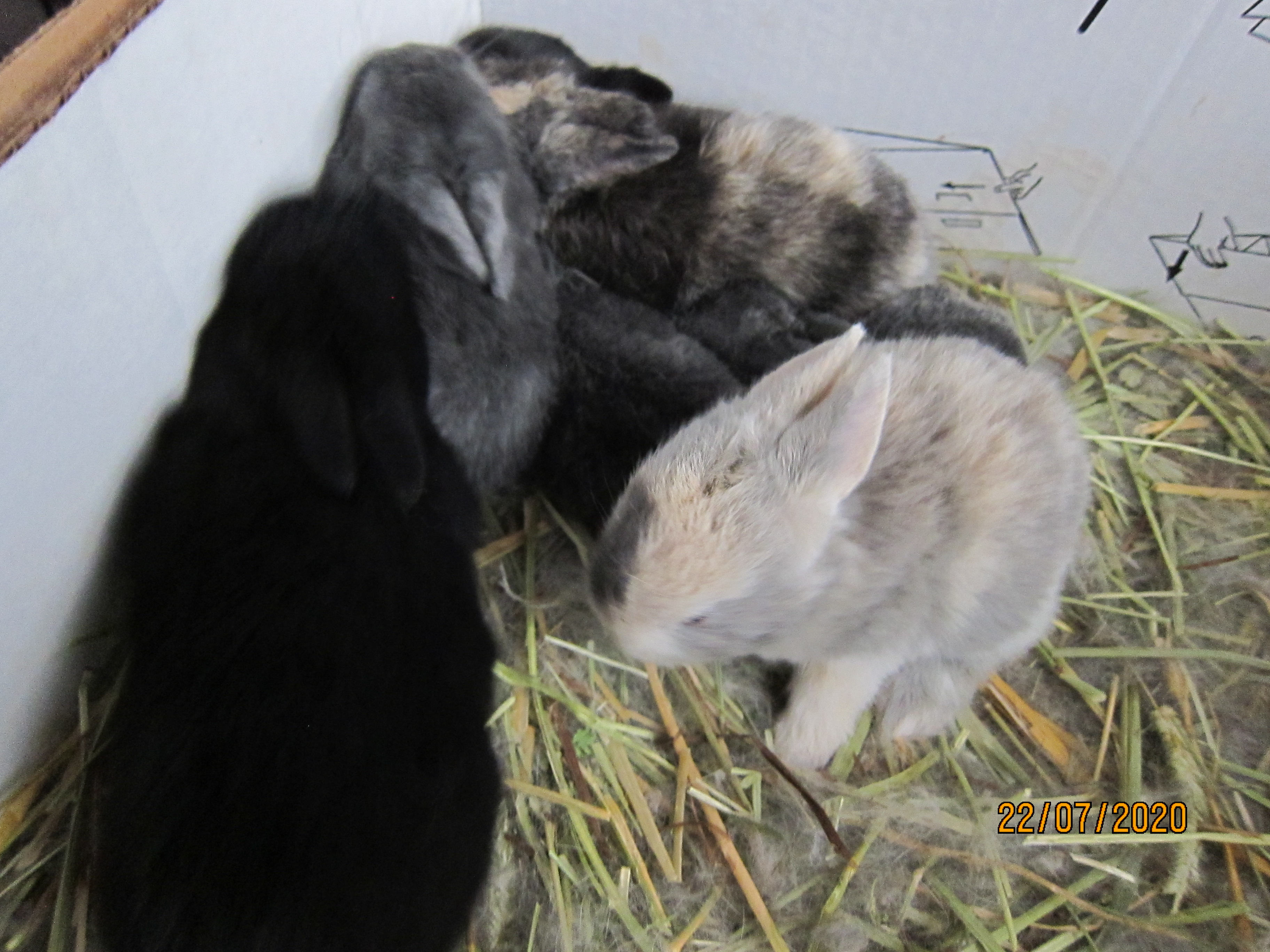 Newborn Bunnies from July 21- 31, 2020