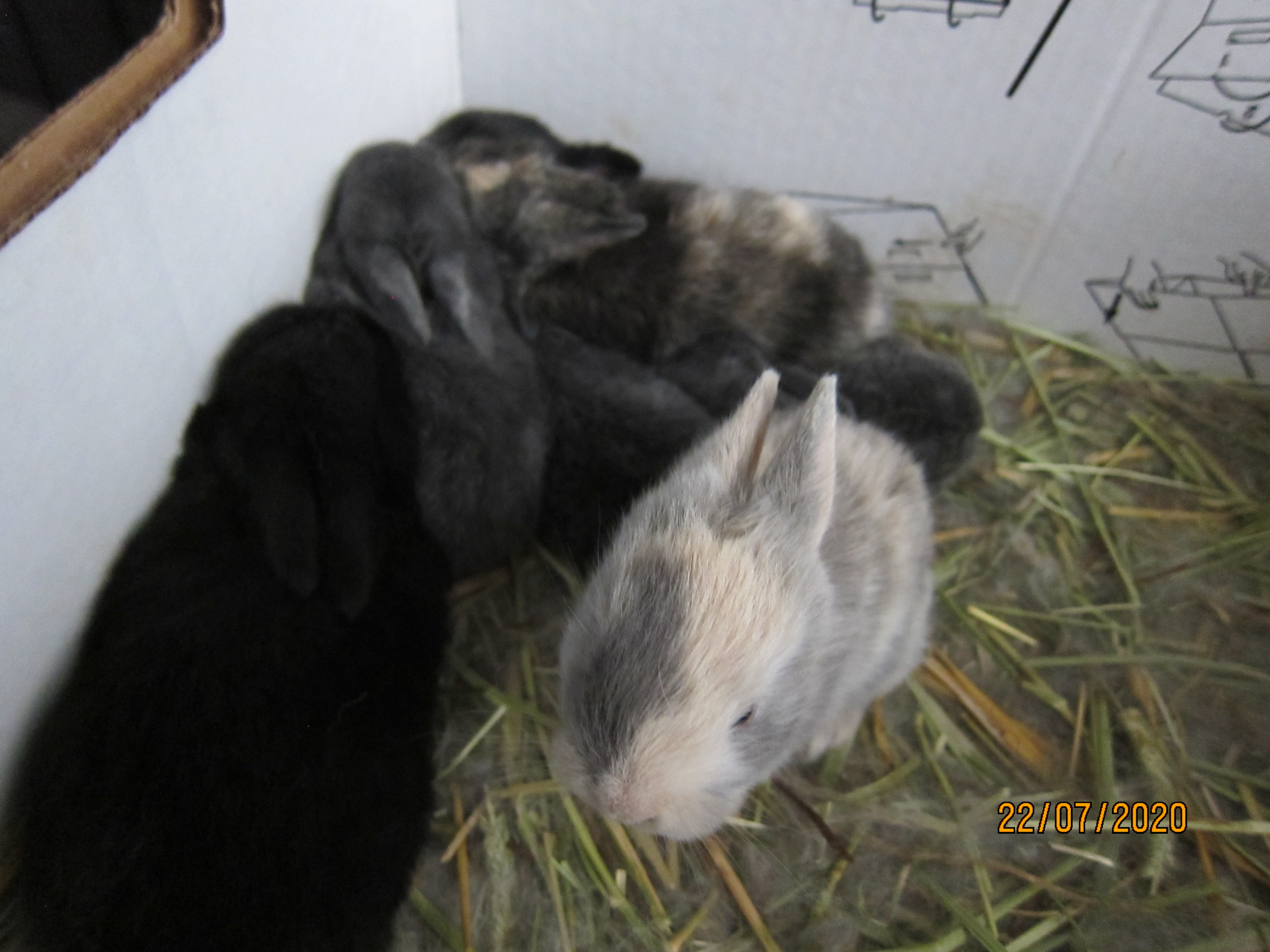 Newborn Bunnies from July 21- 31, 2020