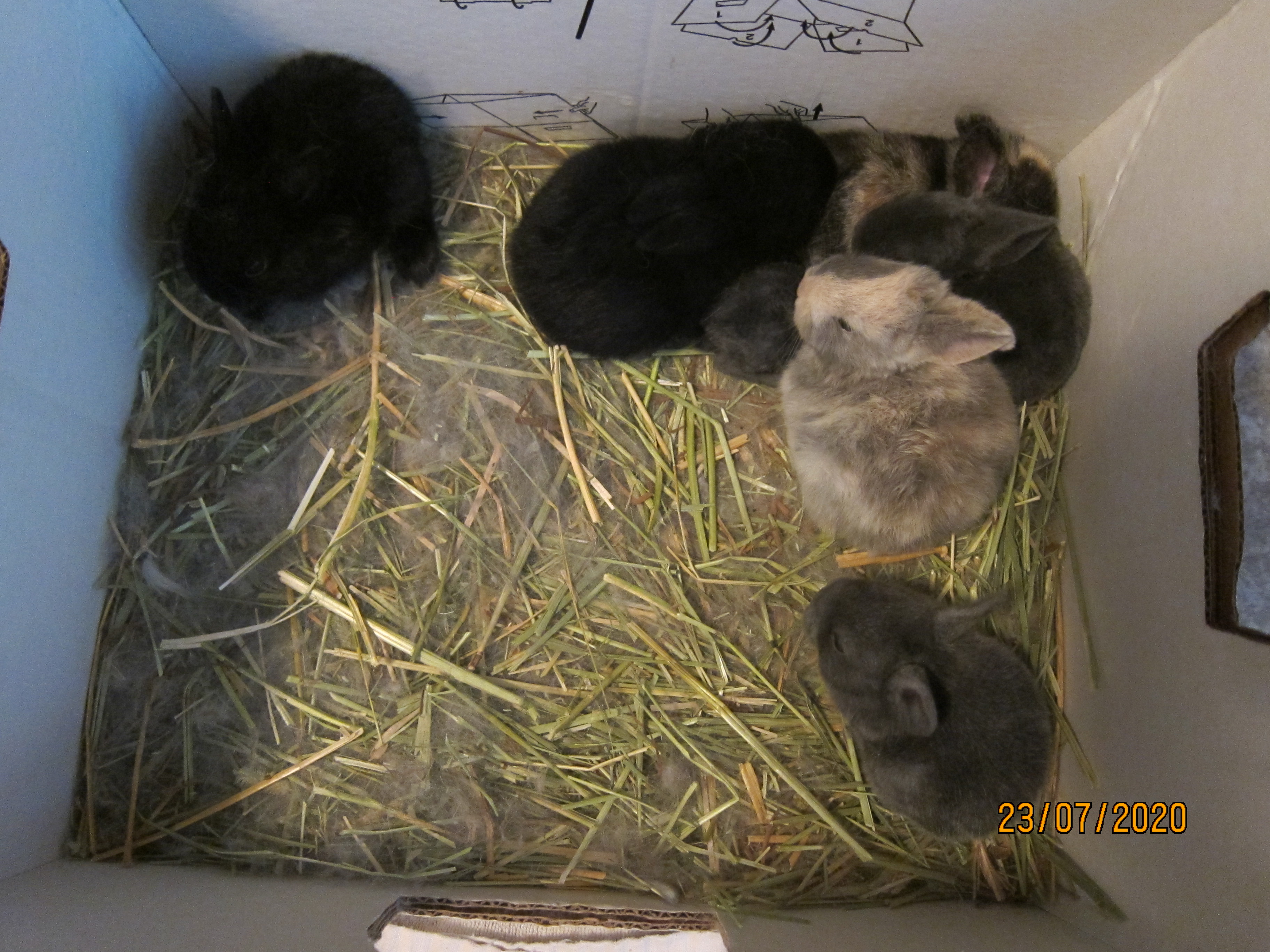 Newborn Bunnies from July 21- 31, 2020