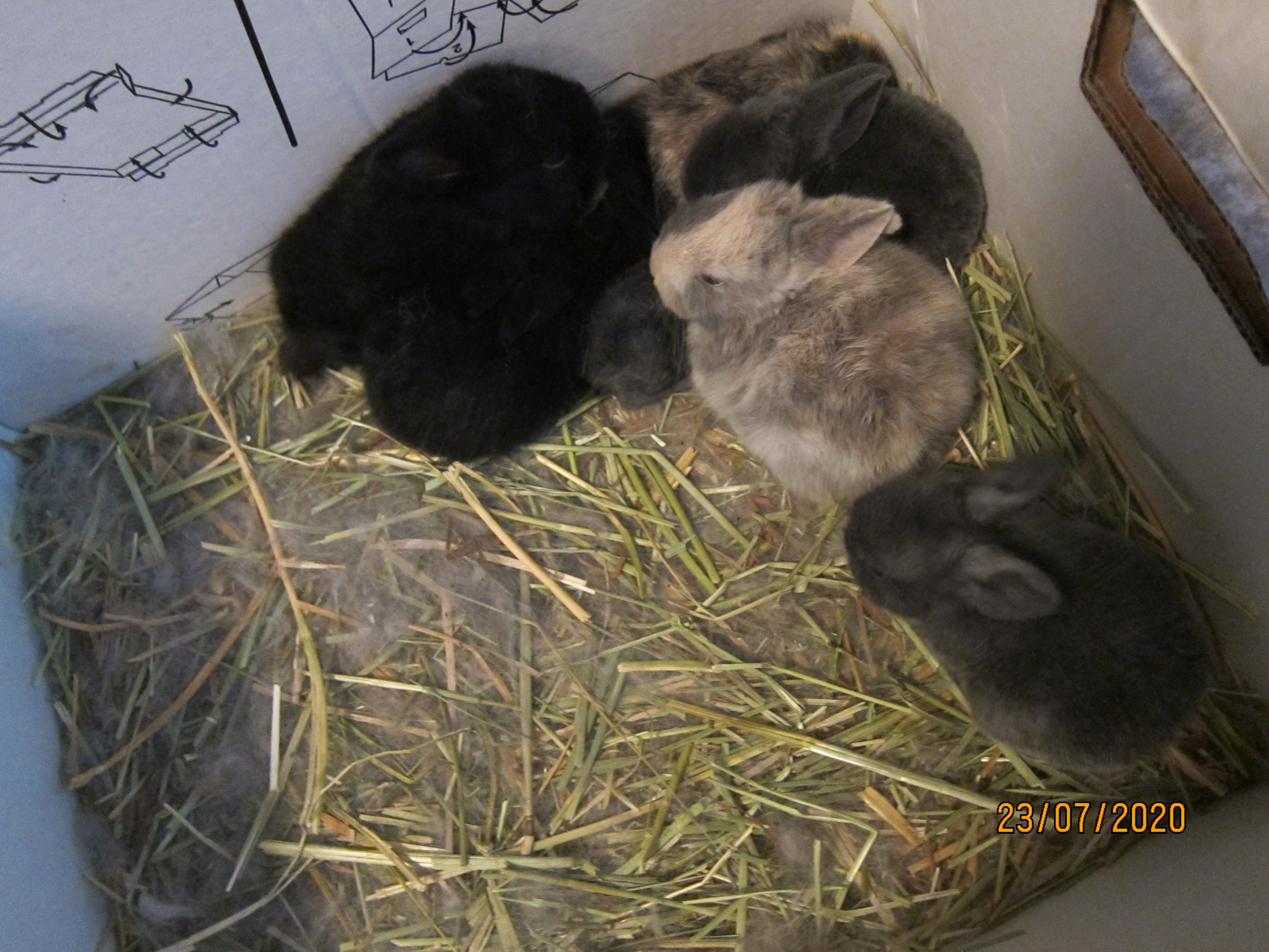 Newborn Bunnies from July 21- 31, 2020