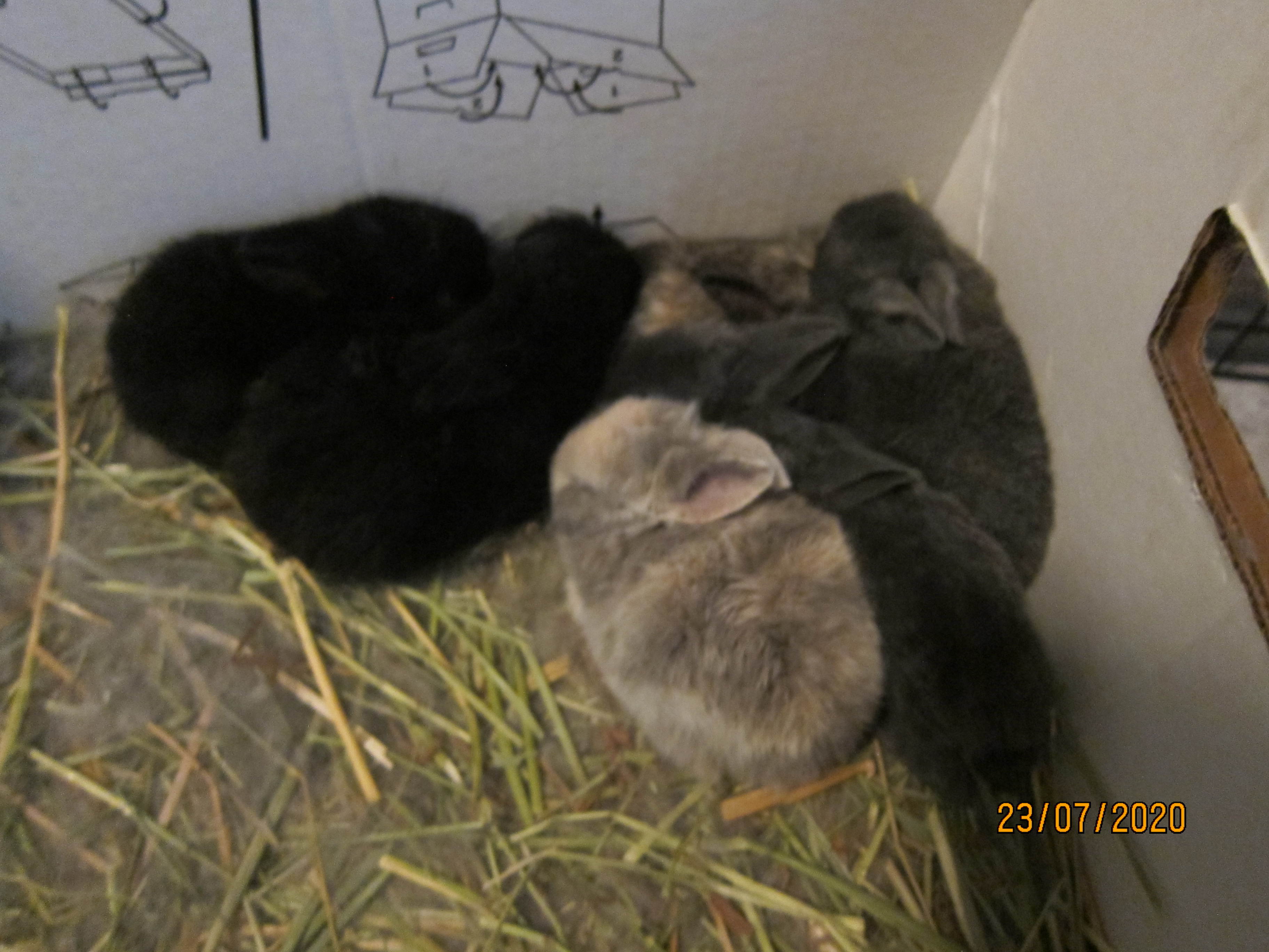 Newborn Bunnies from July 21- 31, 2020