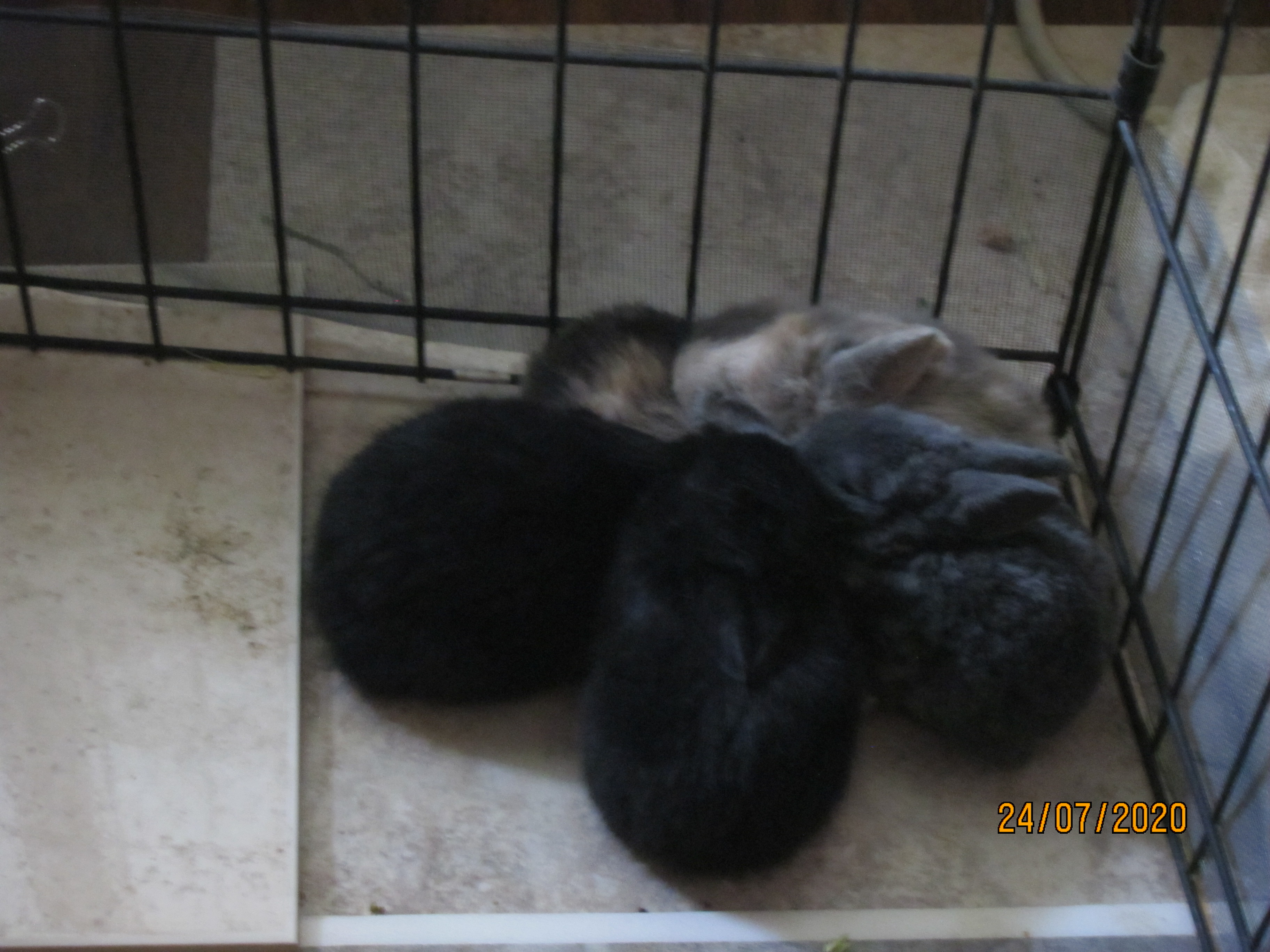 Newborn Bunnies from July 21- 31, 2020