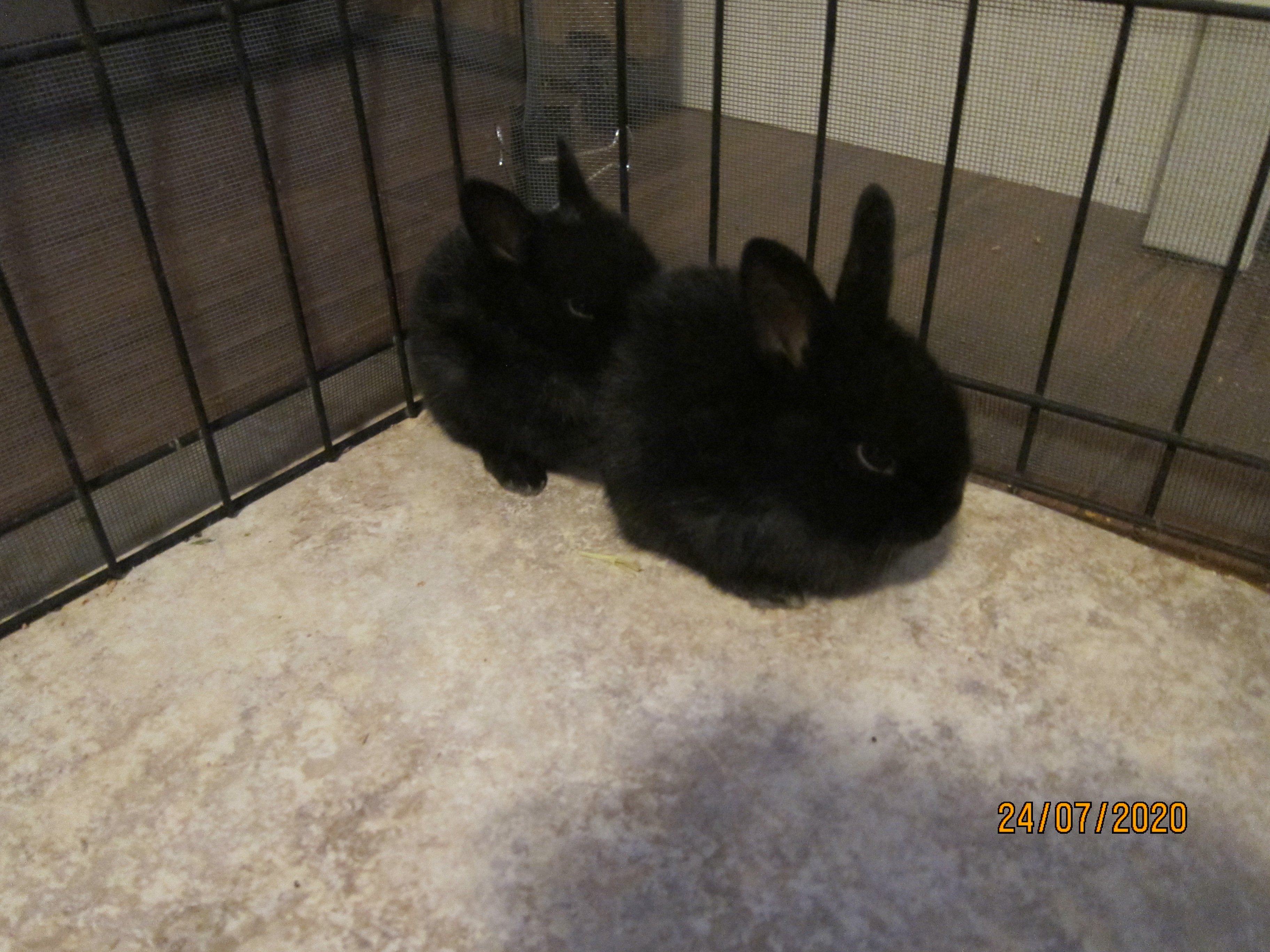 Newborn Bunnies from July 21- 31, 2020