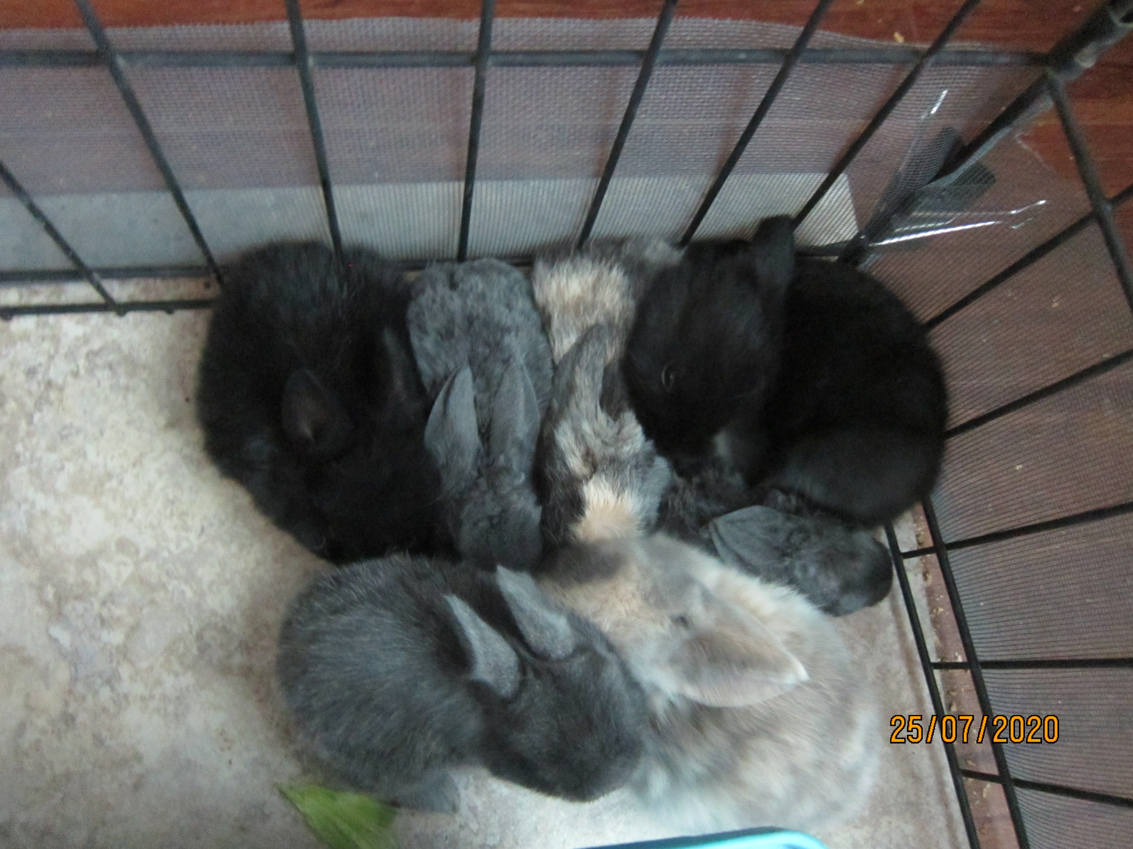 Newborn Bunnies from July 21- 31, 2020