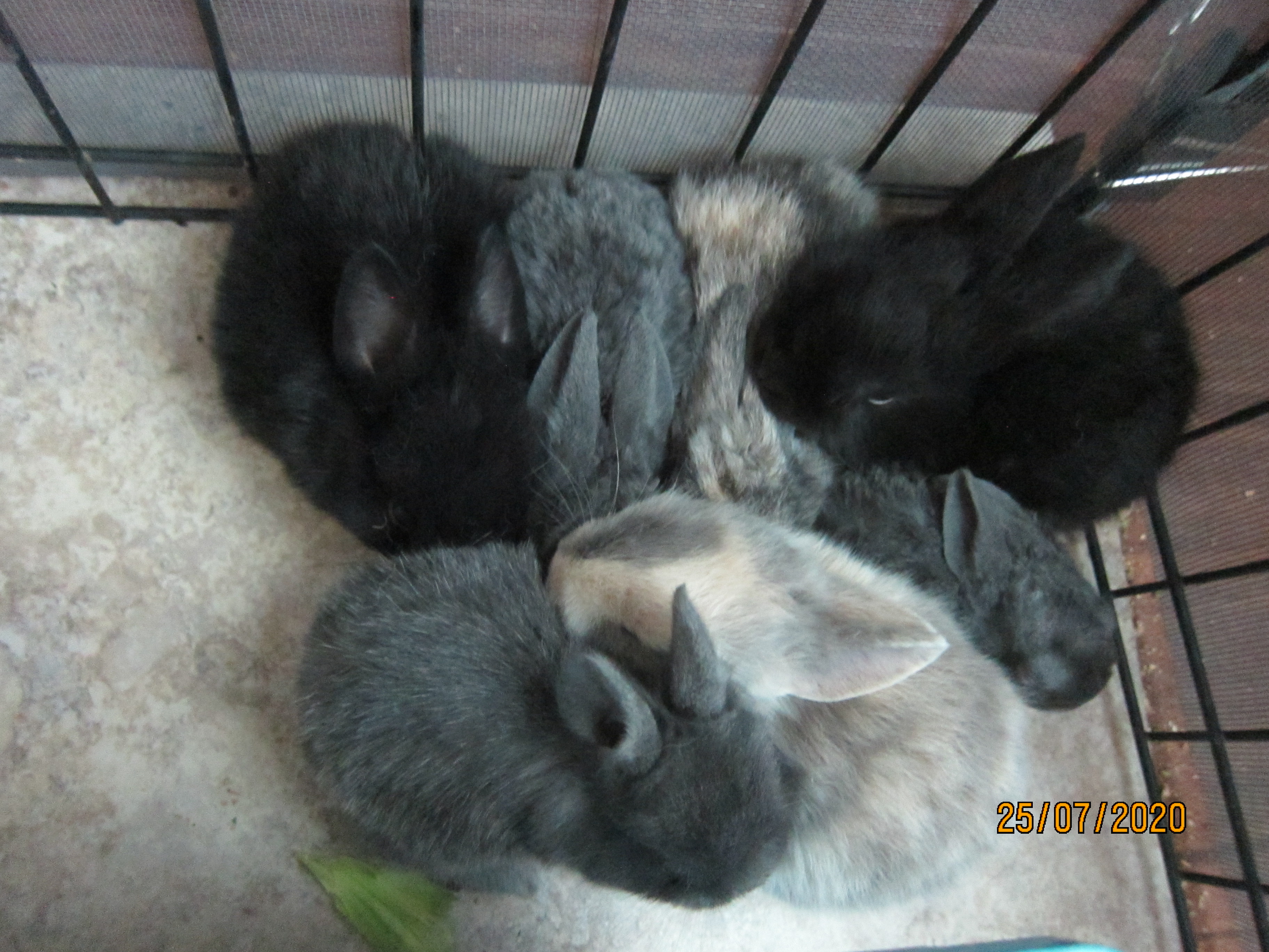 Newborn Bunnies from July 21- 31, 2020