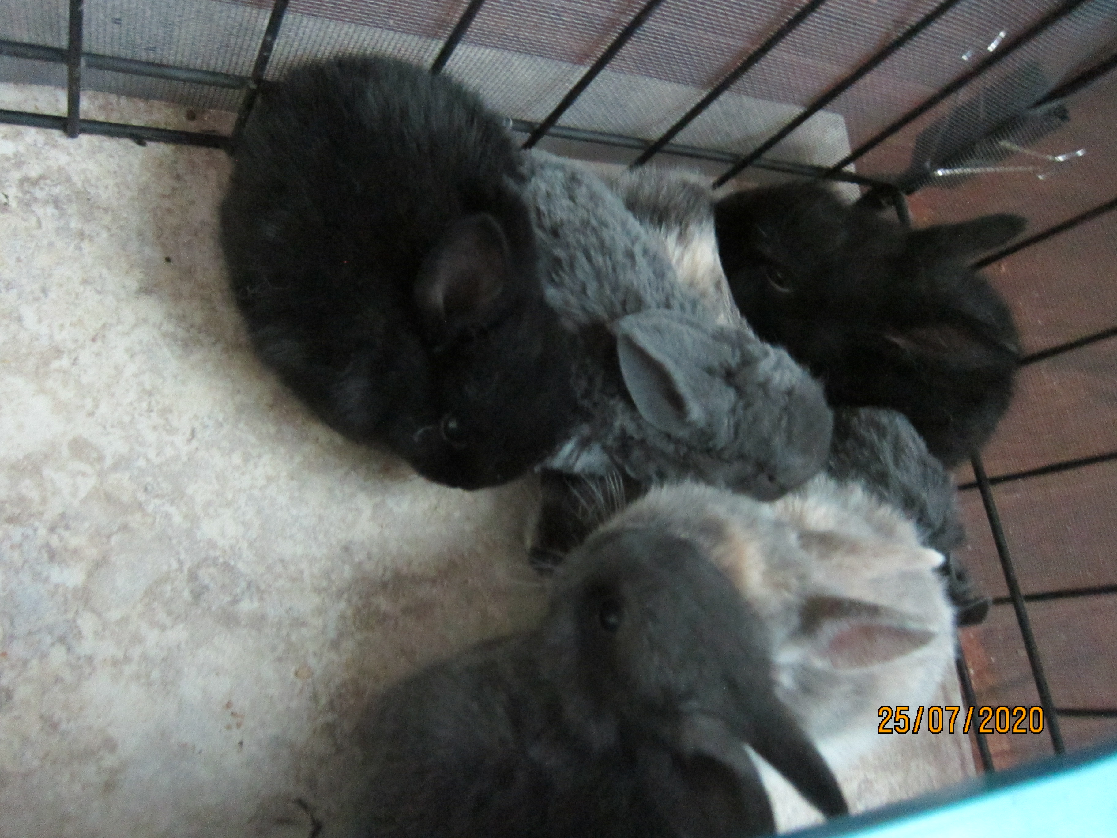 Newborn Bunnies from July 21- 31, 2020