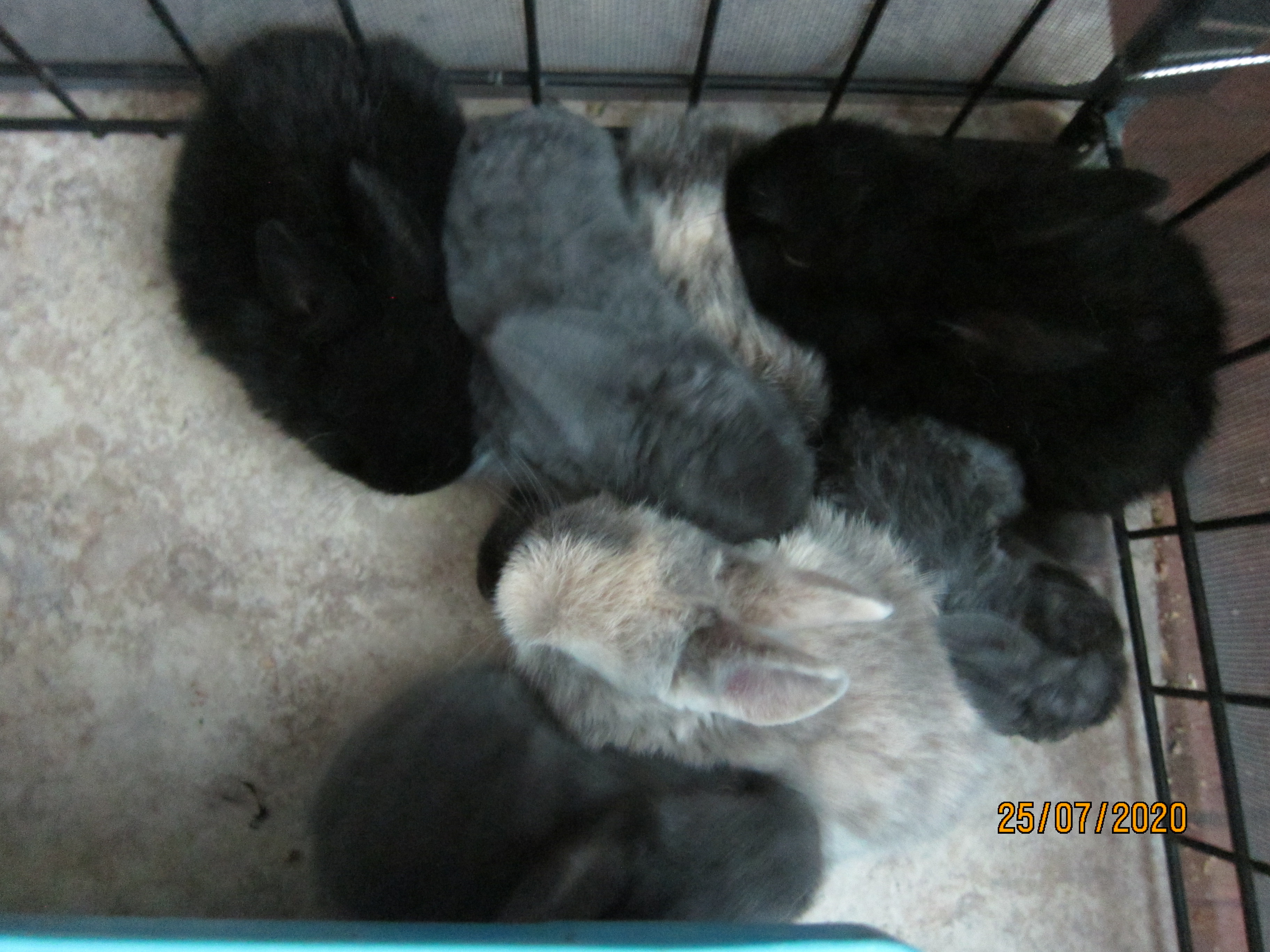 Newborn Bunnies from July 21- 31, 2020