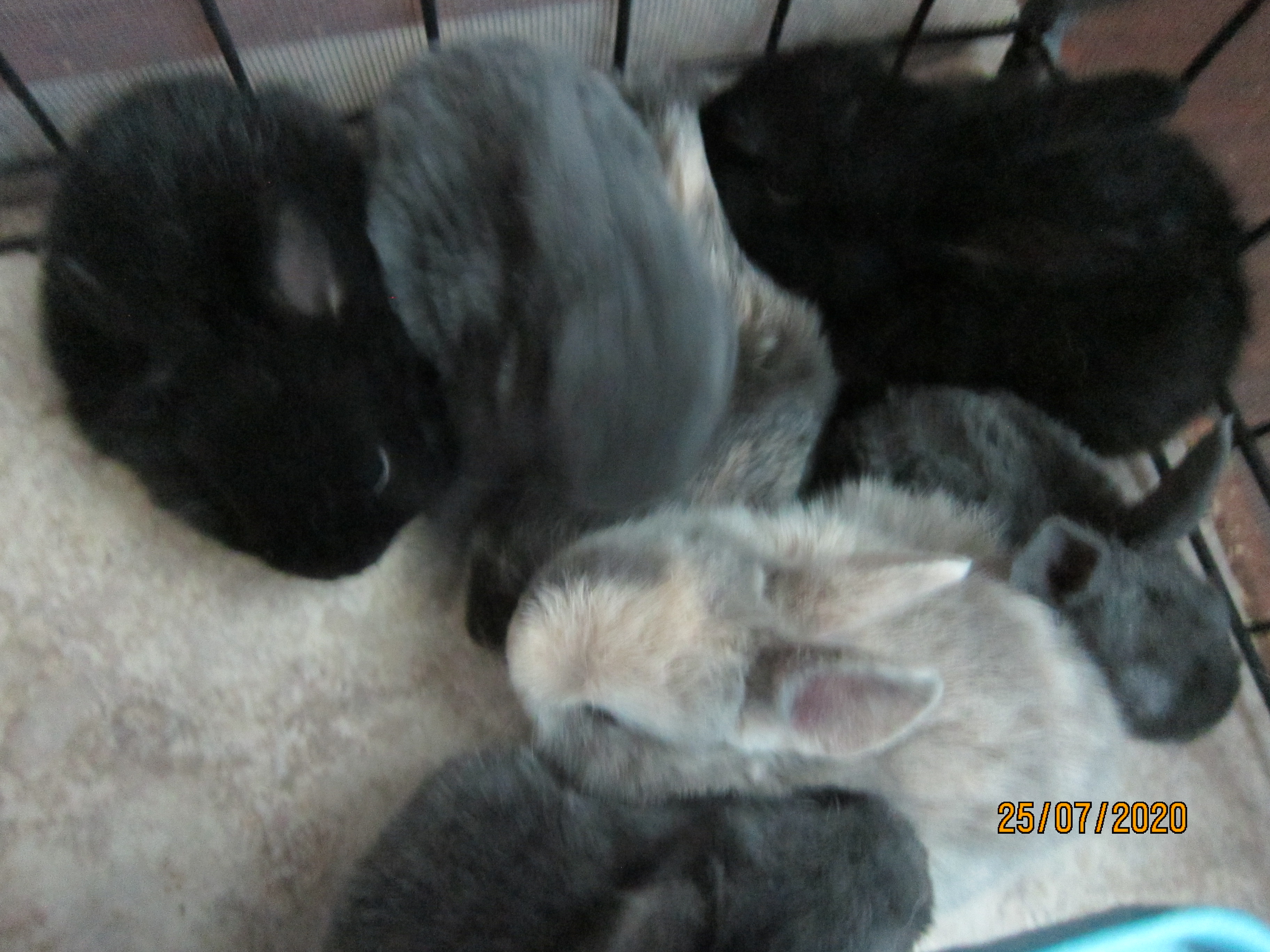 Newborn Bunnies from July 21- 31, 2020