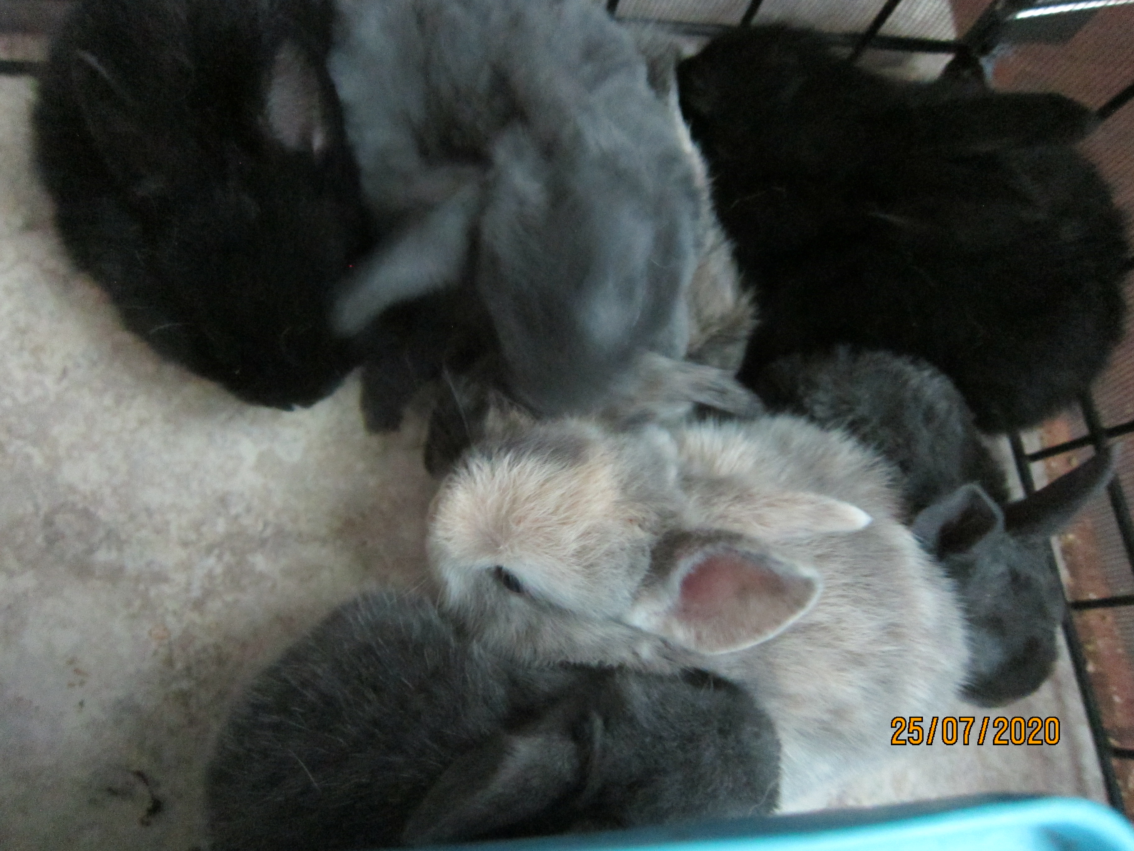 Newborn Bunnies from July 21- 31, 2020