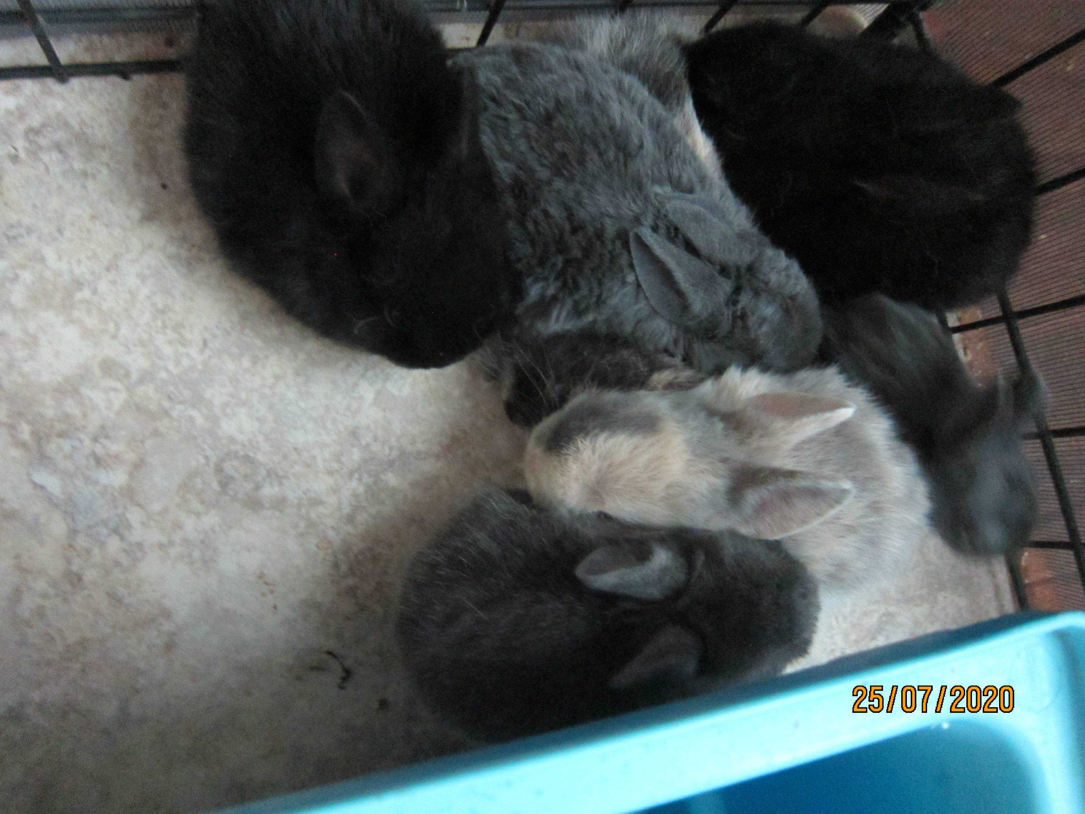 Newborn Bunnies from July 21- 31, 2020