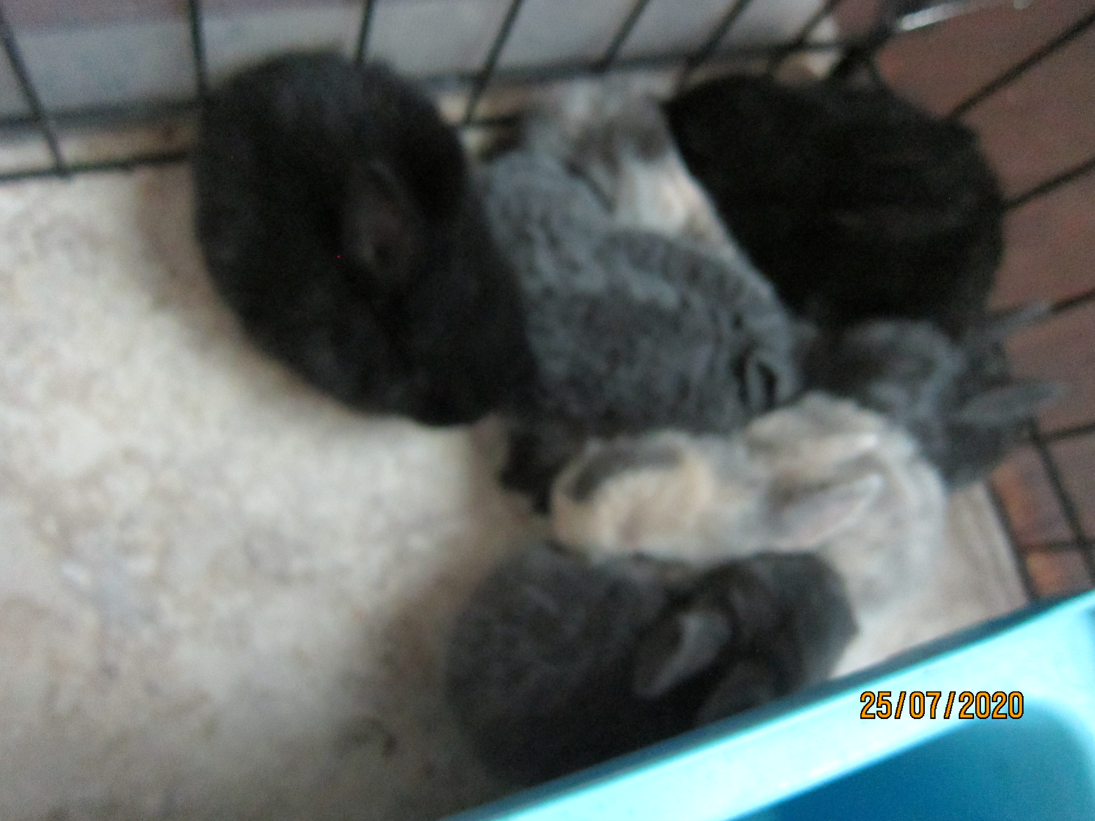 Newborn Bunnies from July 21- 31, 2020