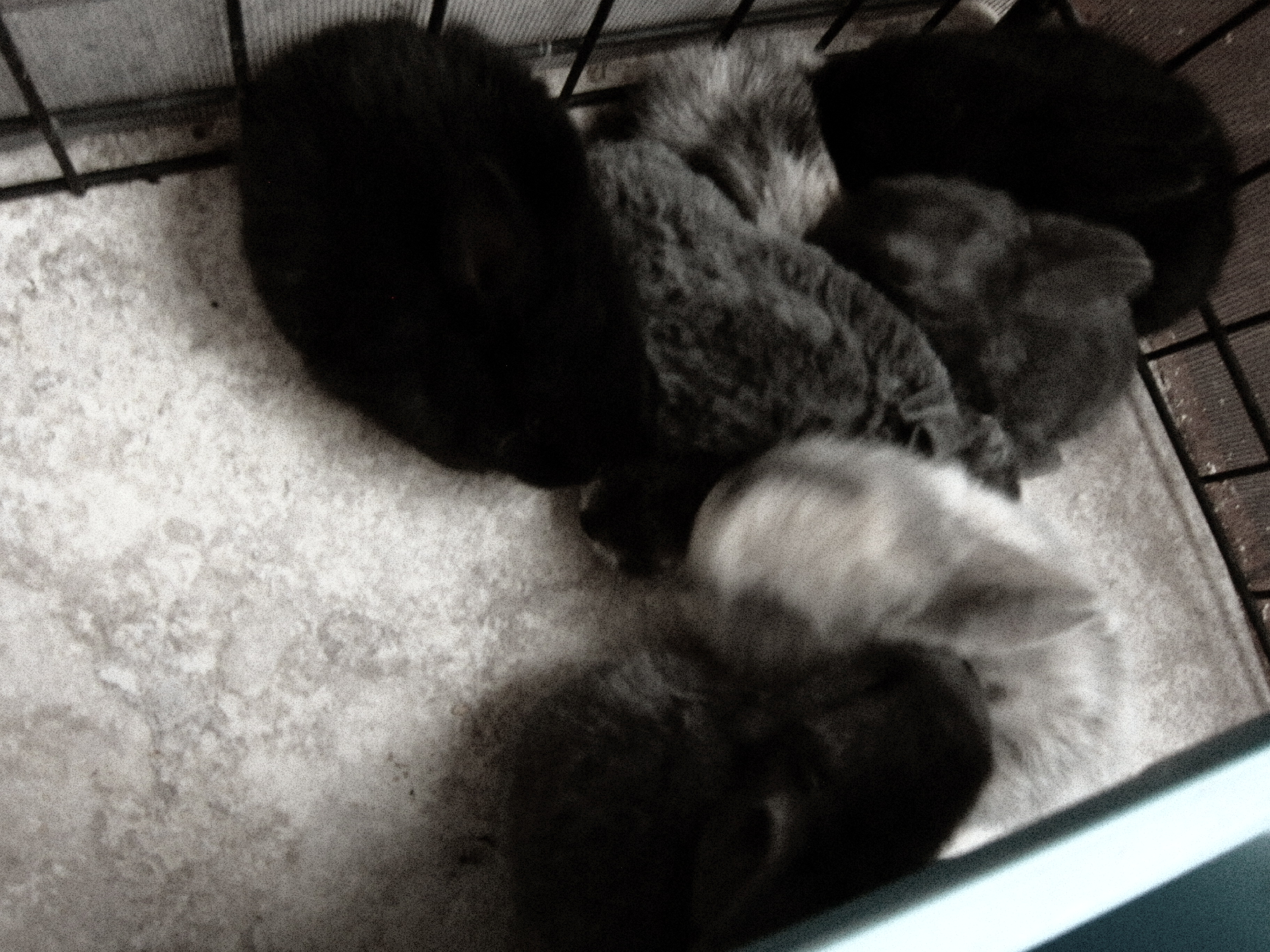 Newborn Bunnies from July 21- 31, 2020