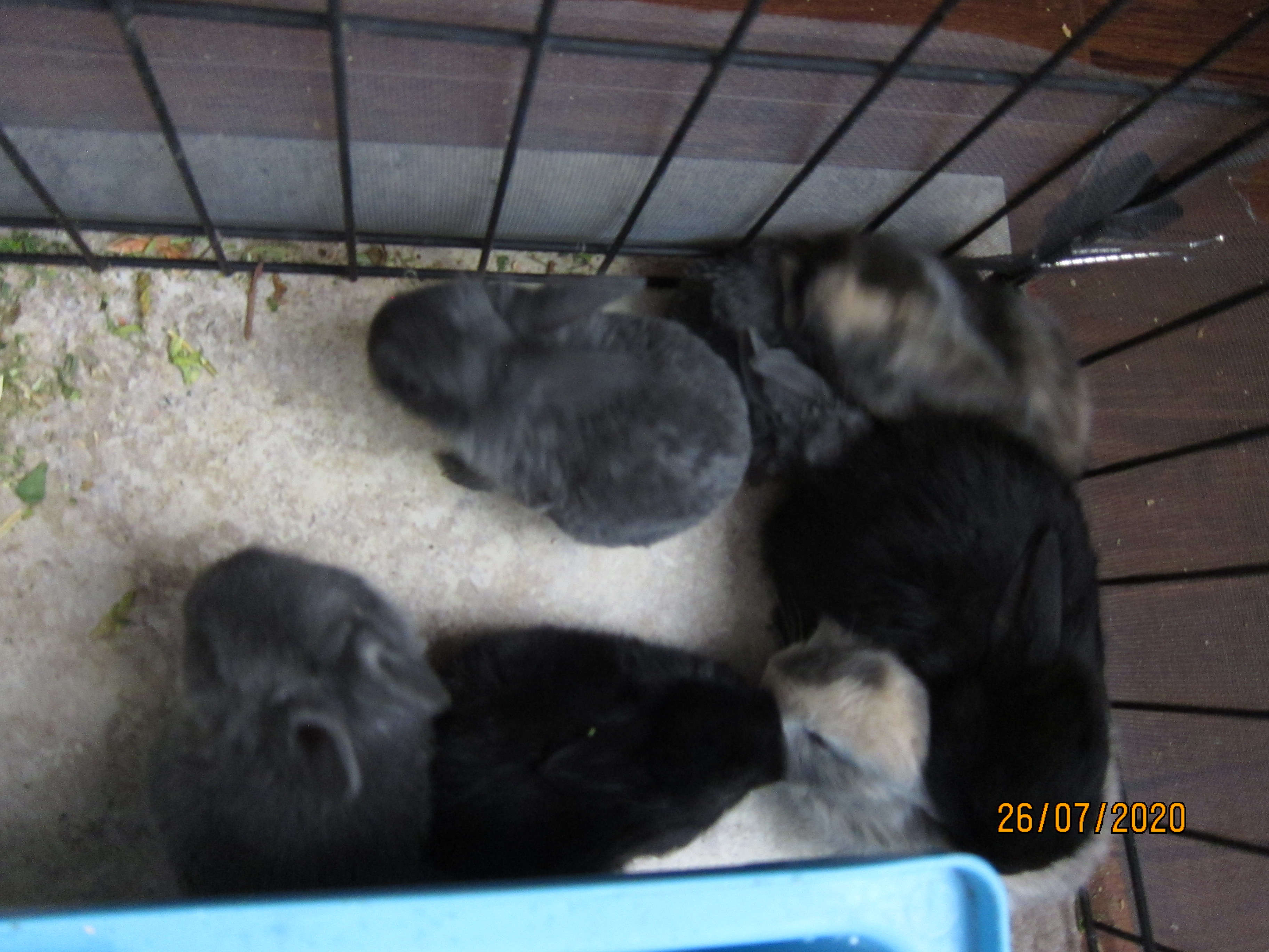 Newborn Bunnies from July 21- 31, 2020