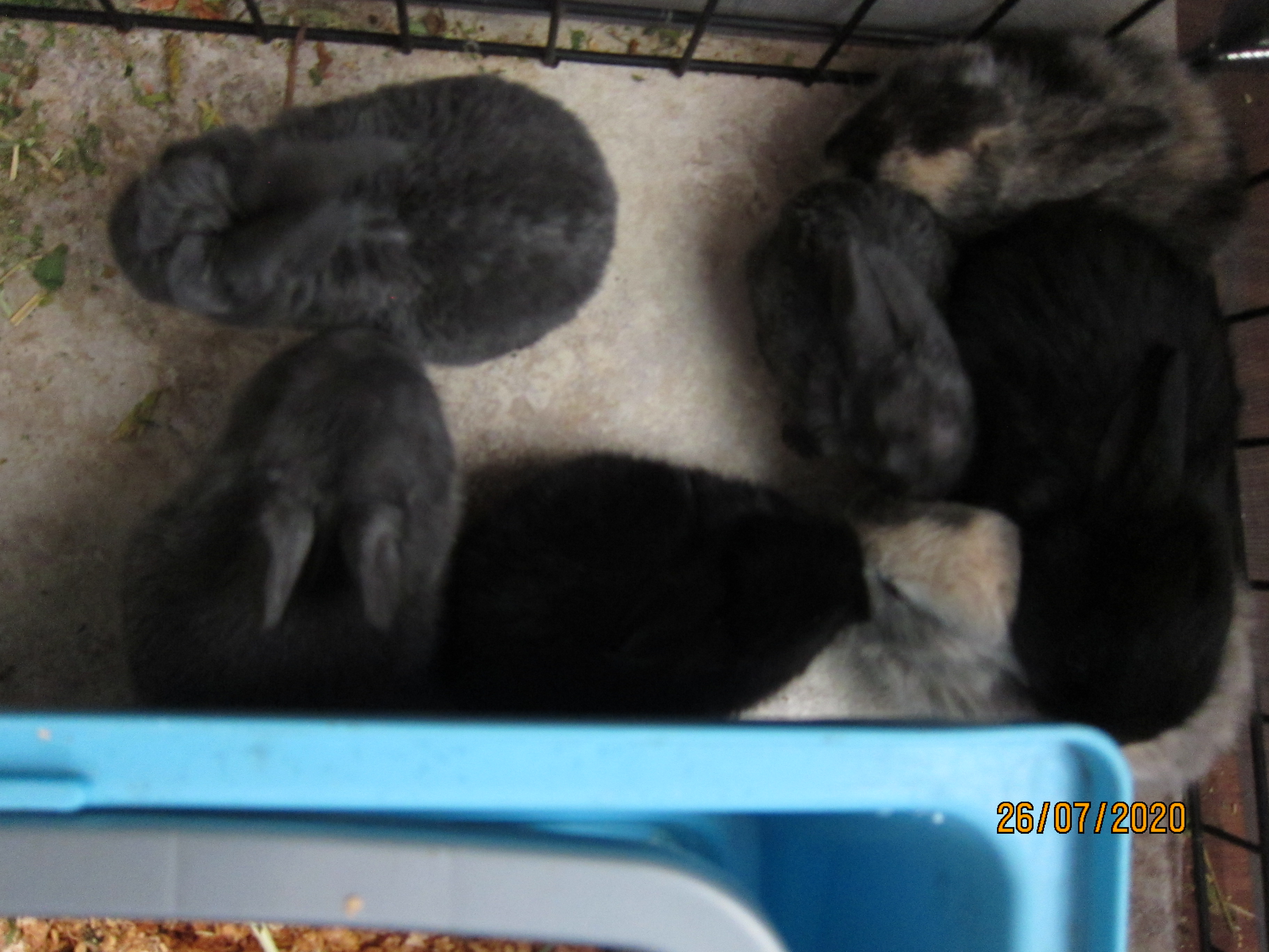 Newborn Bunnies from July 21- 31, 2020