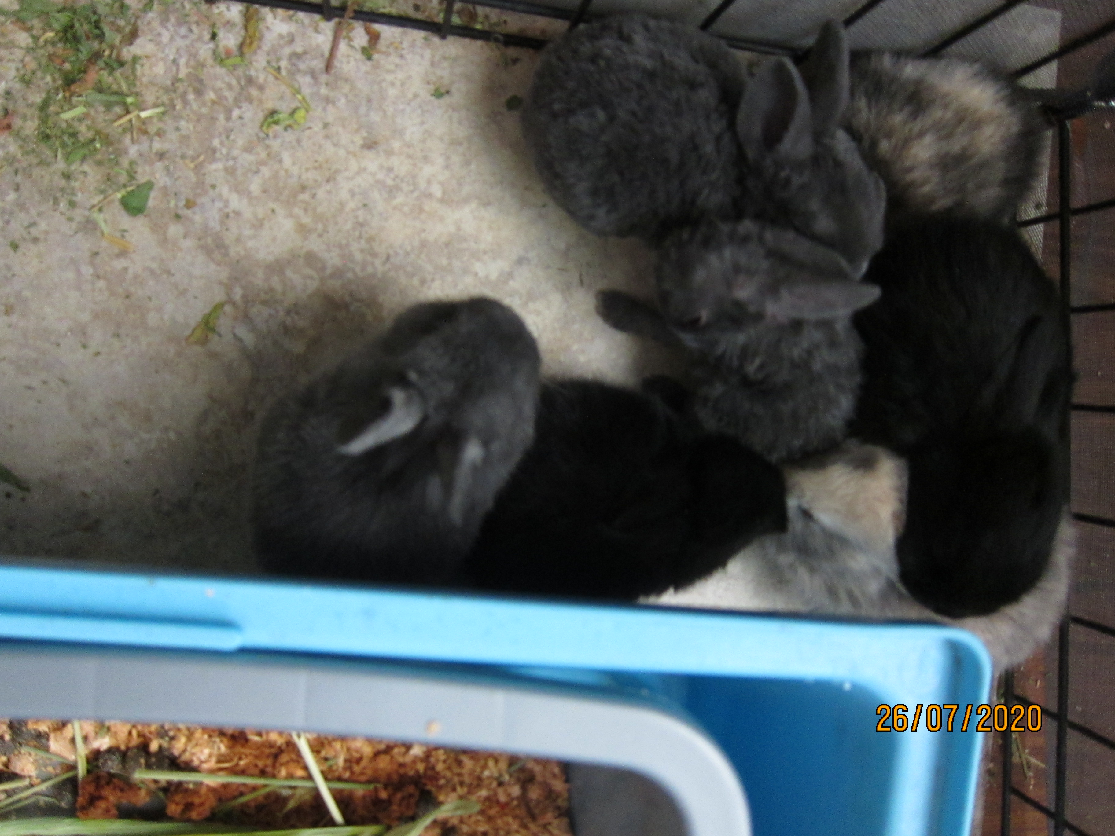 Newborn Bunnies from July 21- 31, 2020