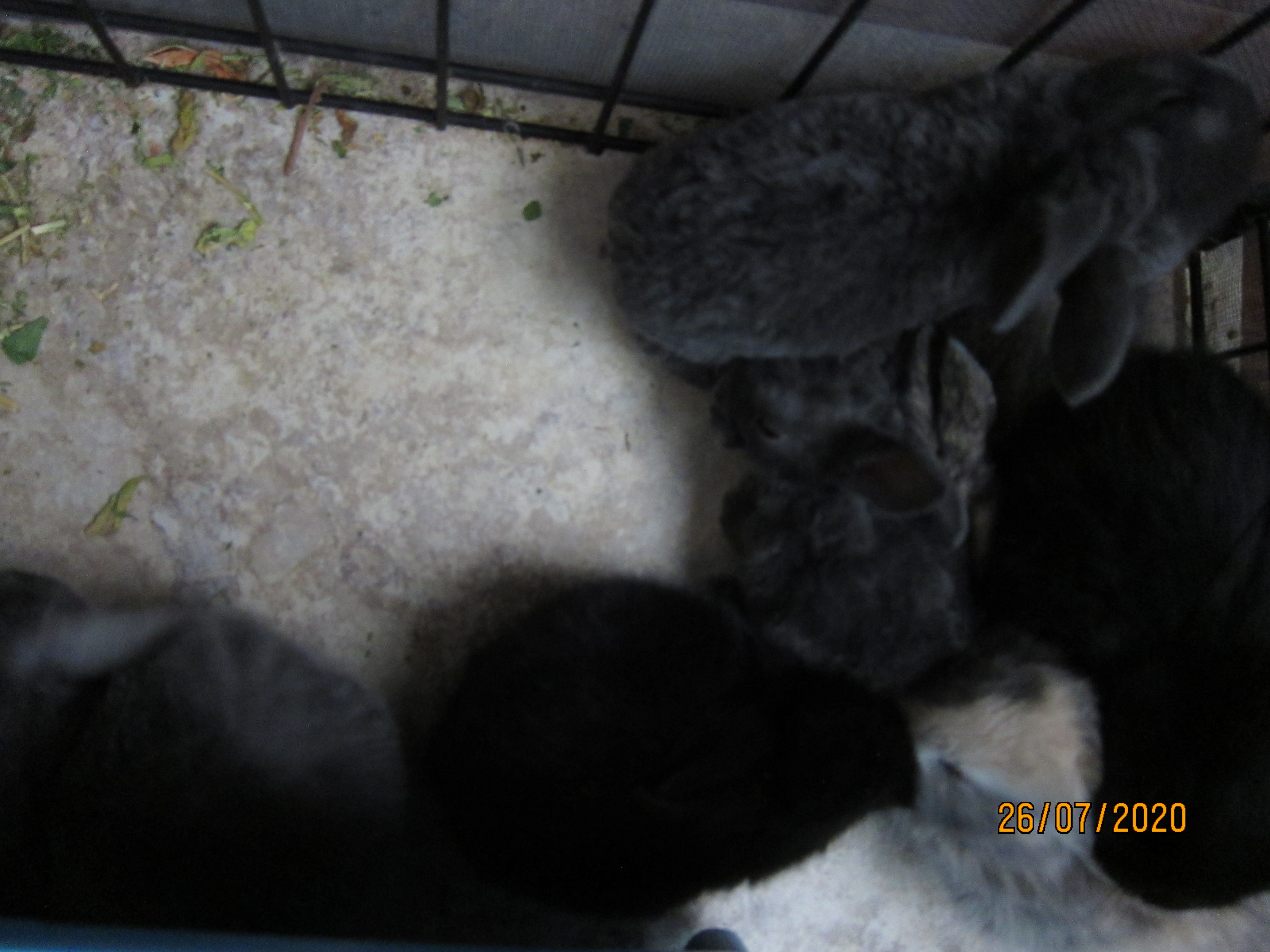 Newborn Bunnies from July 21- 31, 2020