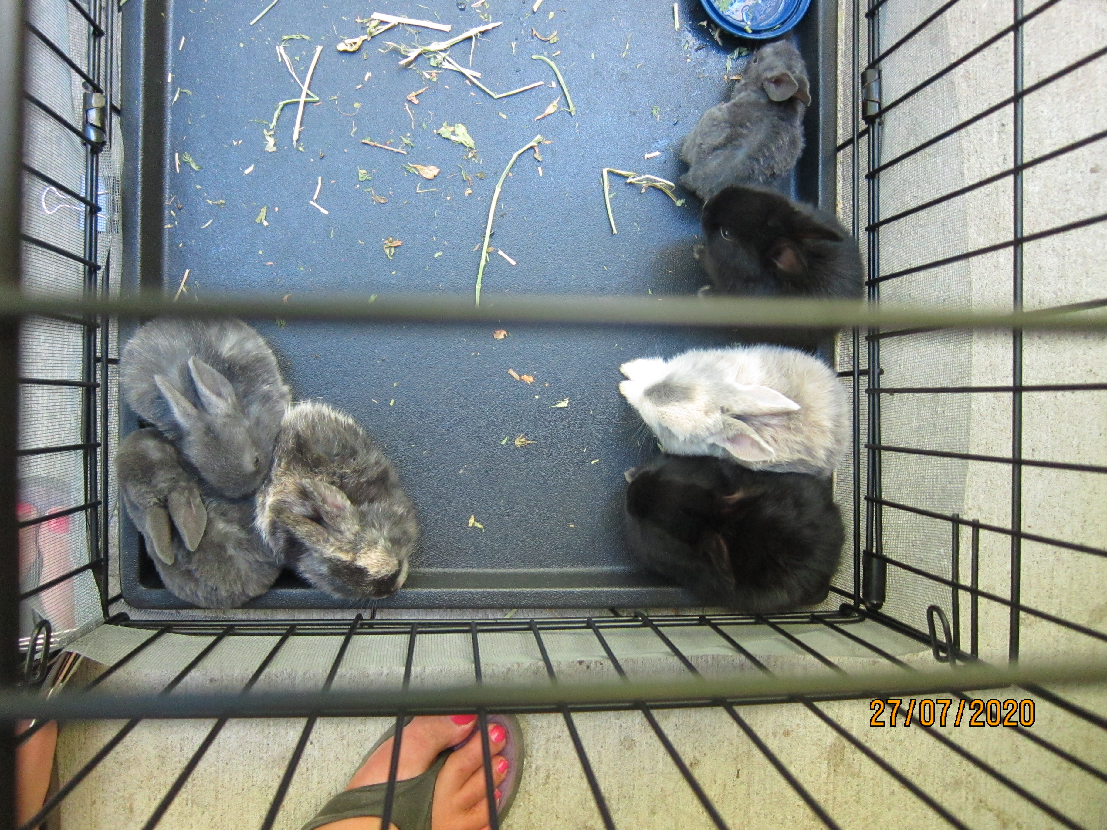 Newborn Bunnies from July 21- 31, 2020