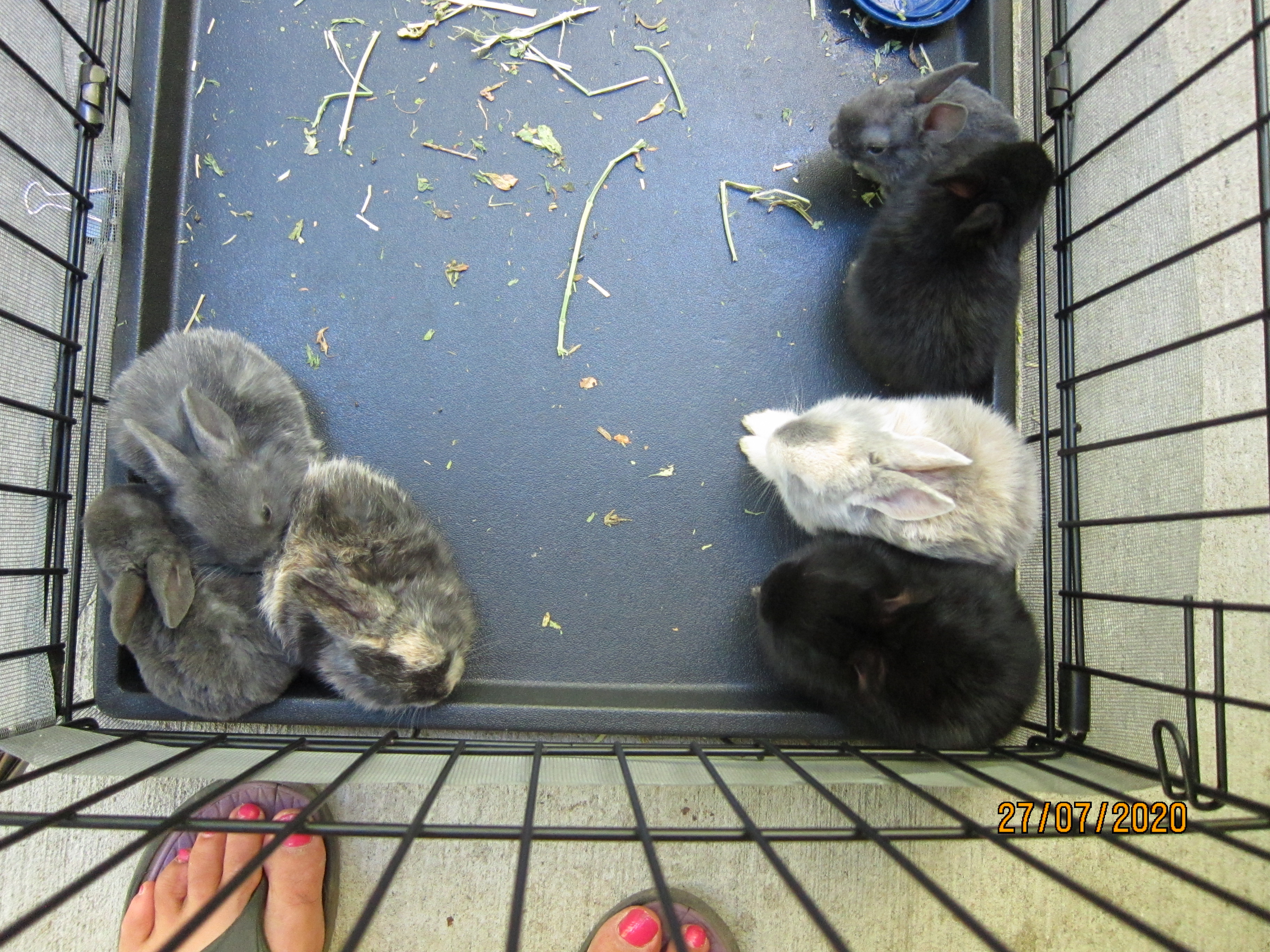 Newborn Bunnies from July 21- 31, 2020