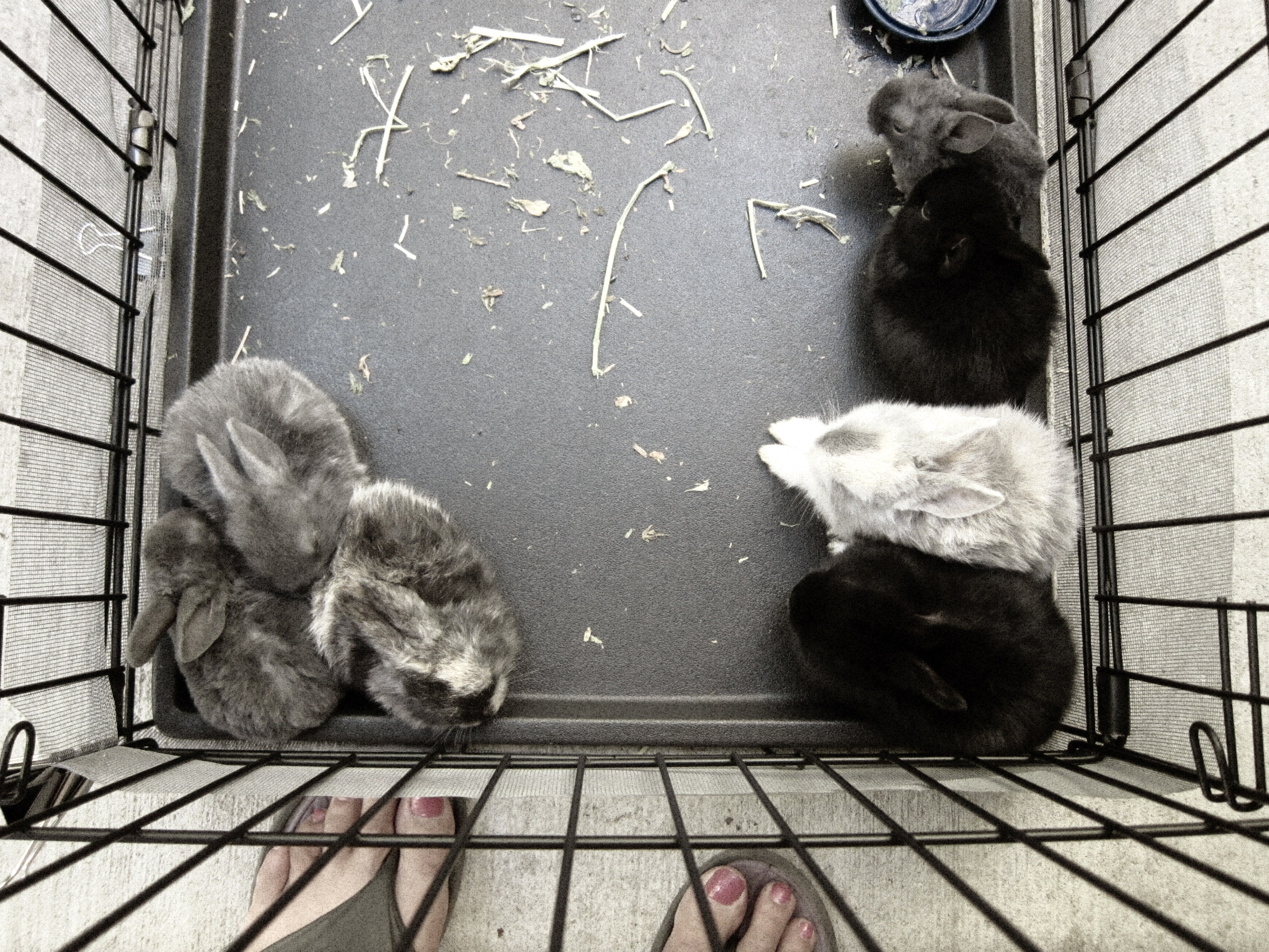 Newborn Bunnies from July 21- 31, 2020