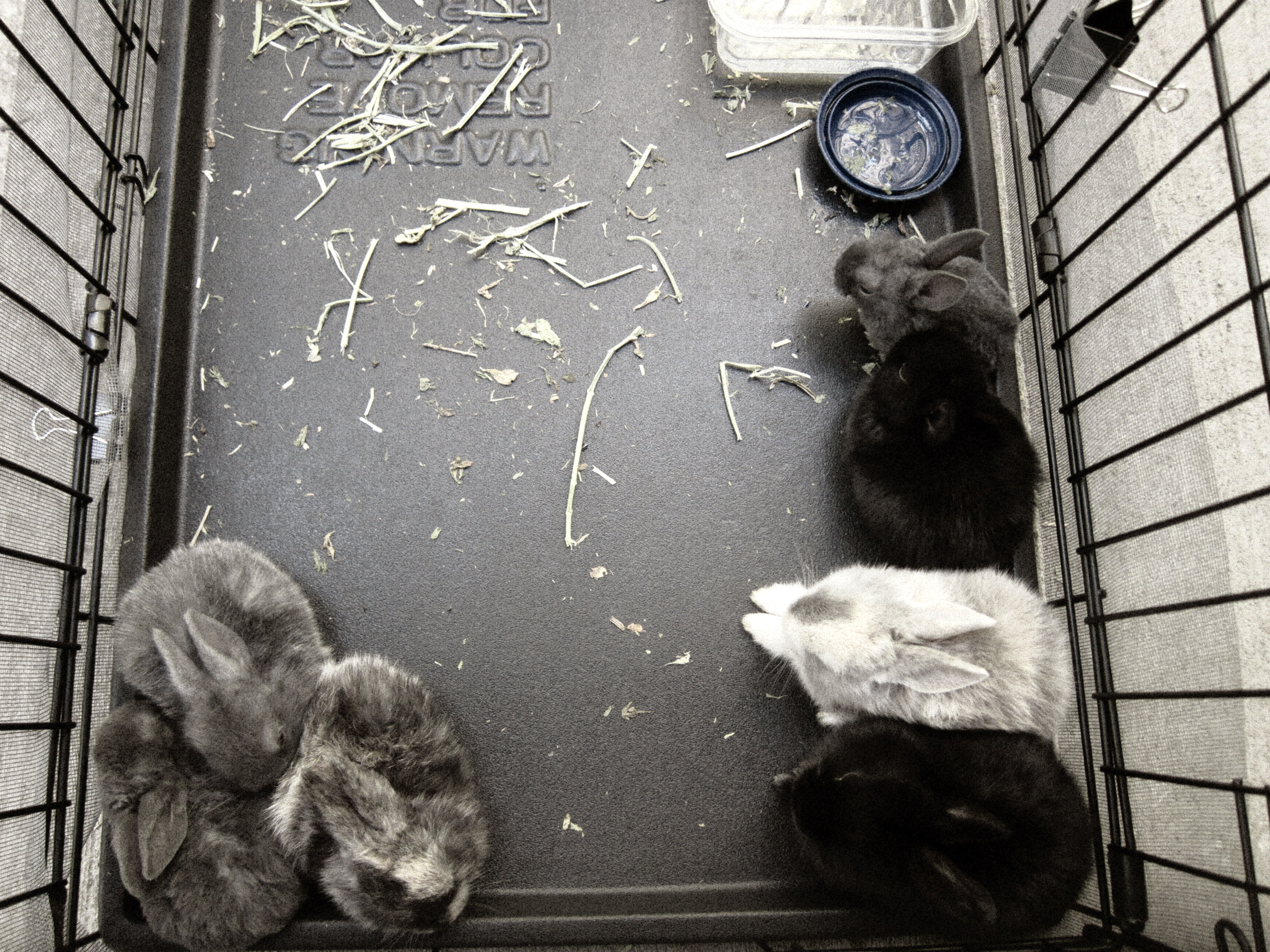 Newborn Bunnies from July 21- 31, 2020