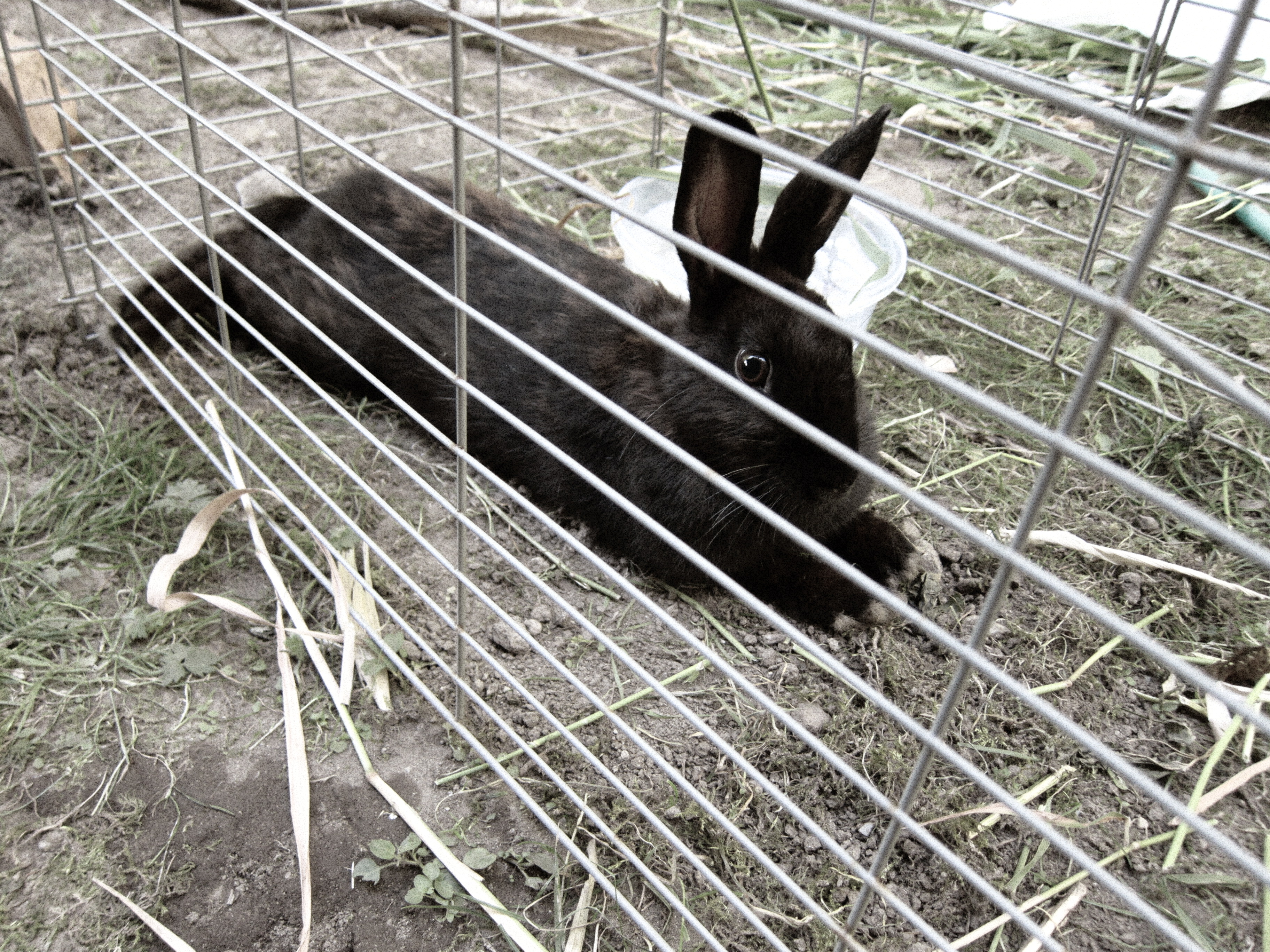 Newborn Bunnies from July 21- 31, 2020