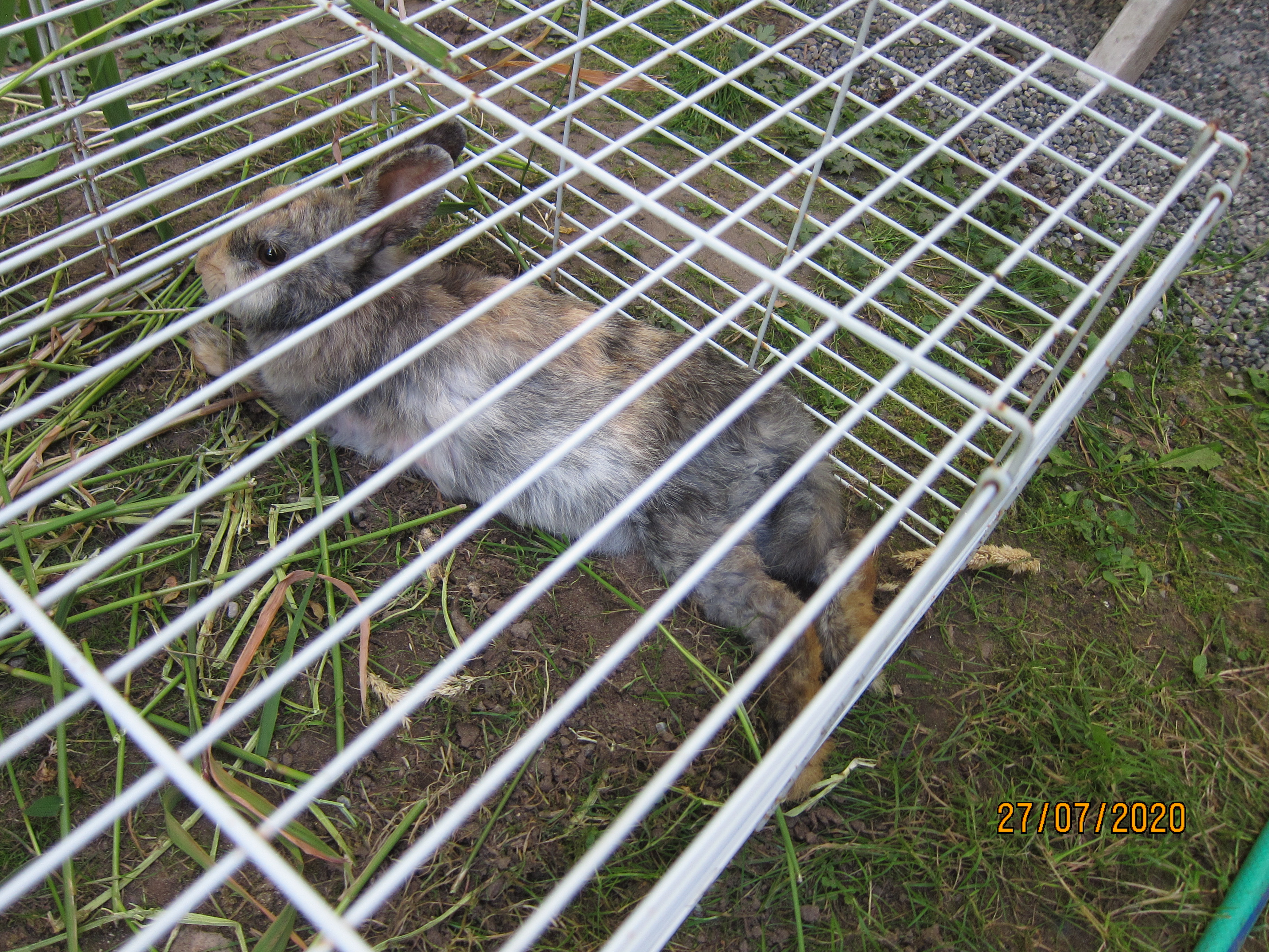 Newborn Bunnies from July 21- 31, 2020