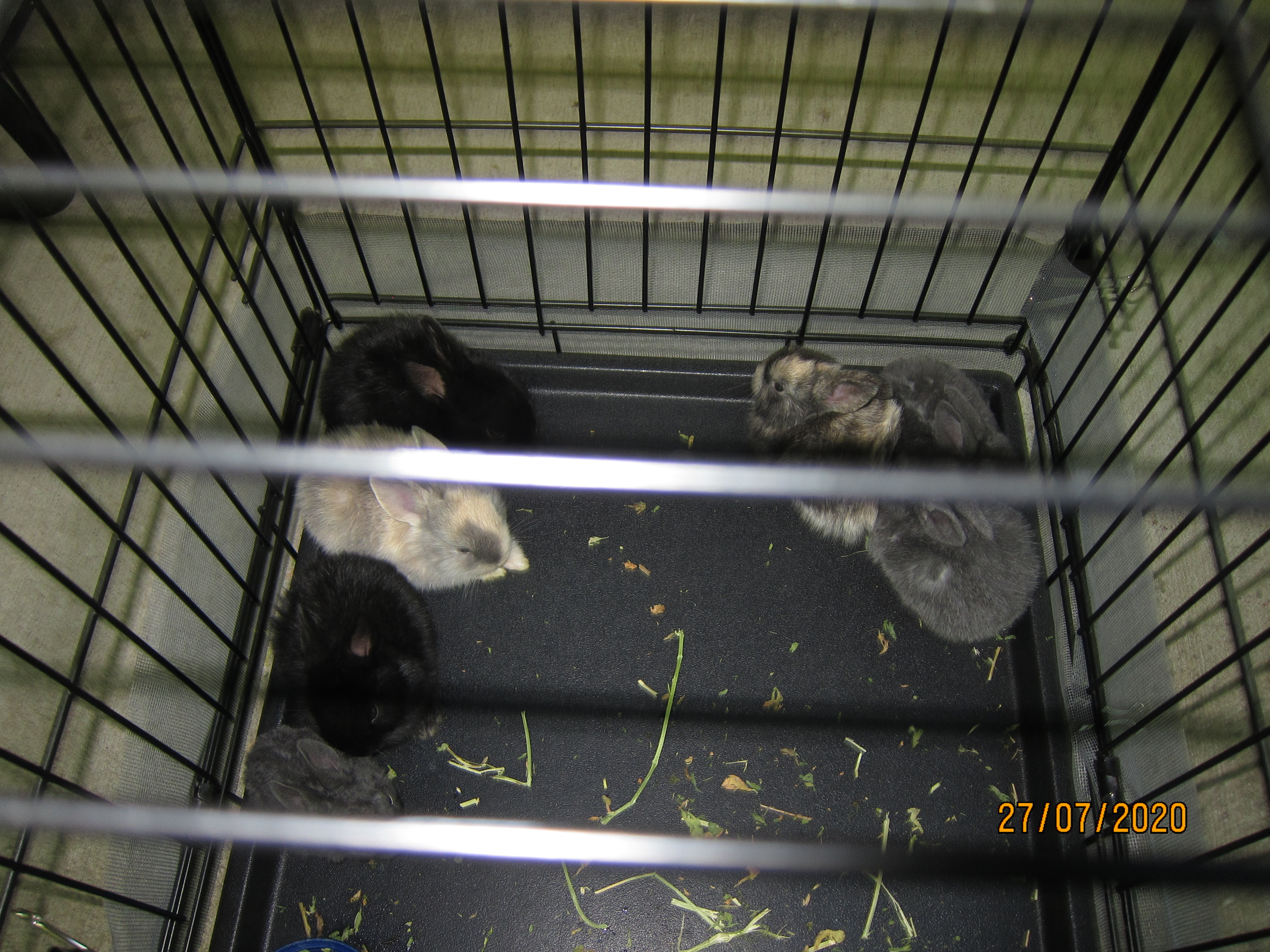 Newborn Bunnies from July 21- 31, 2020