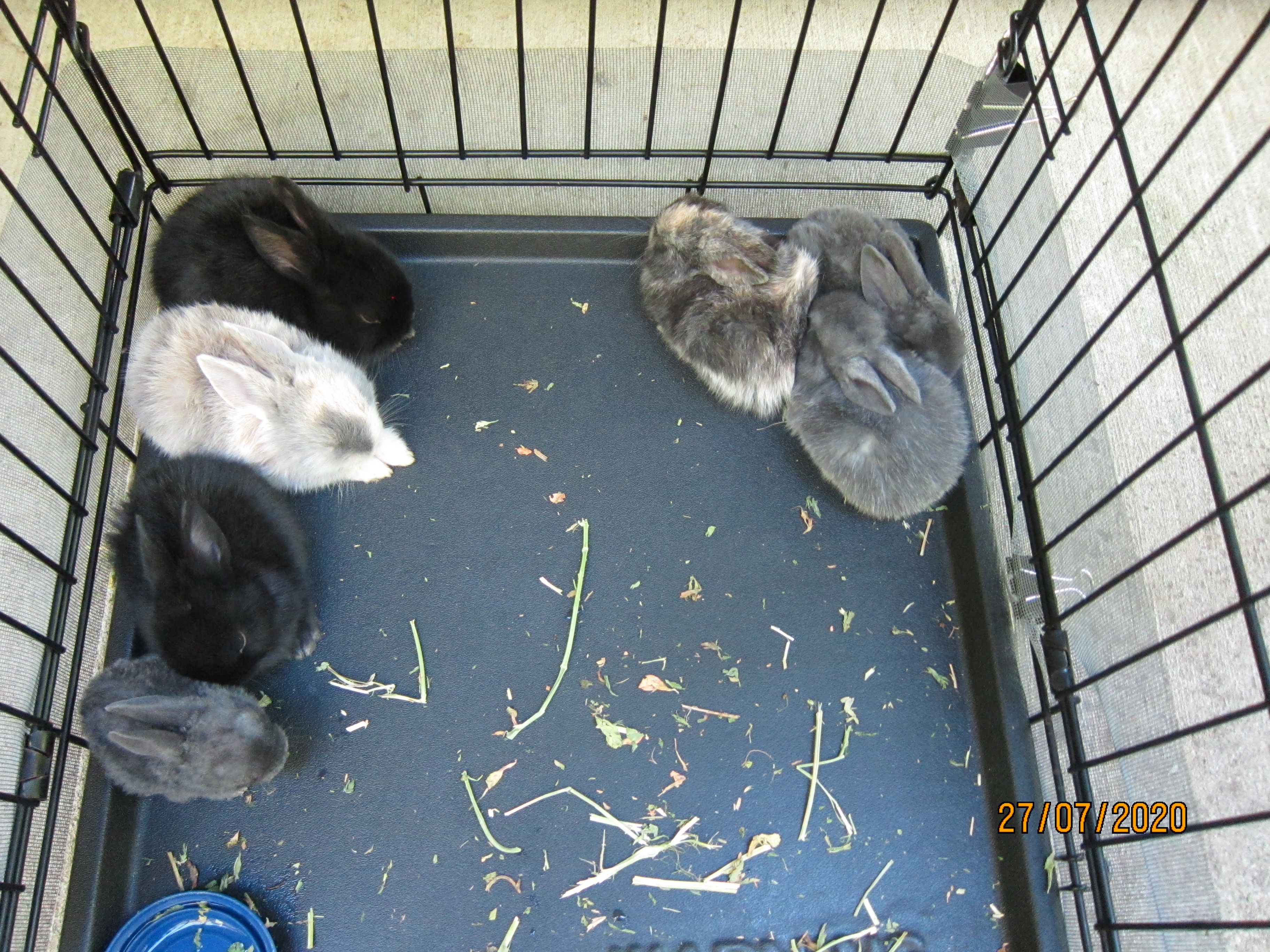 Newborn Bunnies from July 21- 31, 2020