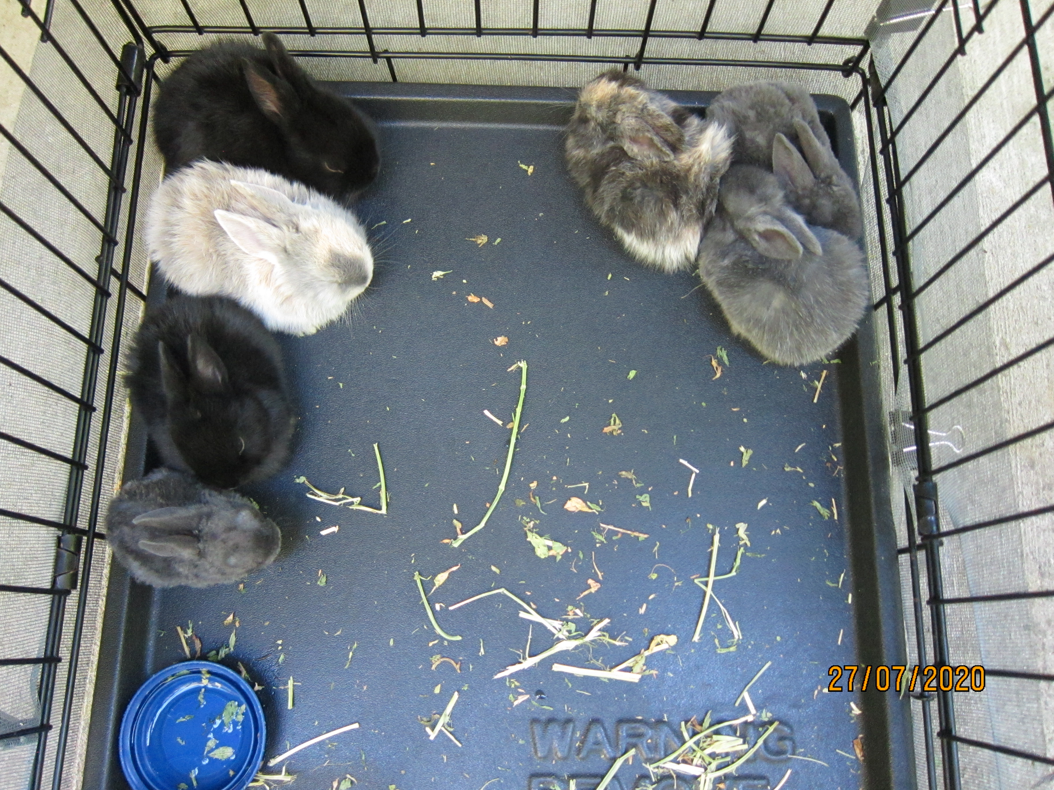 Newborn Bunnies from July 21- 31, 2020