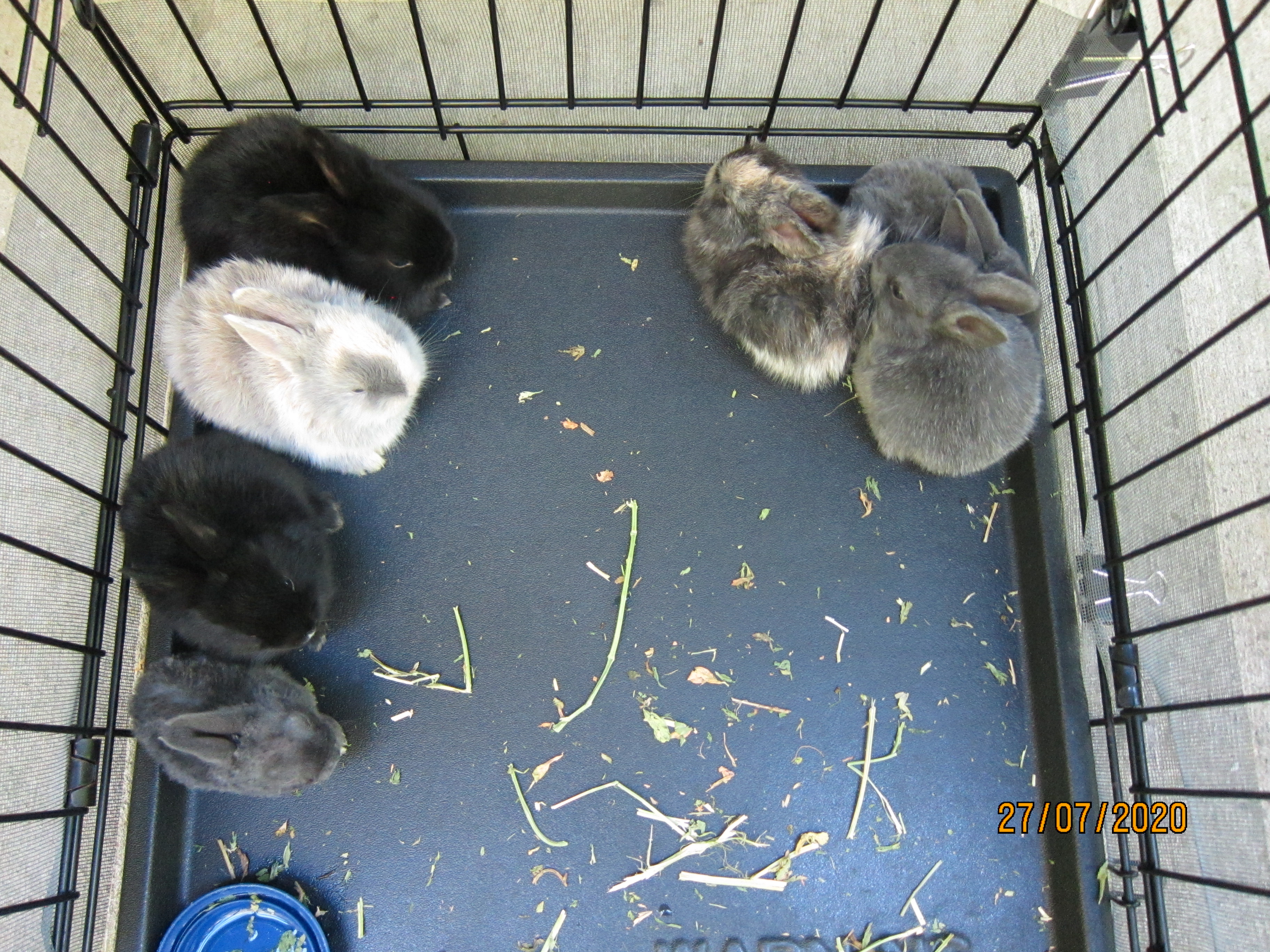 Newborn Bunnies from July 21- 31, 2020