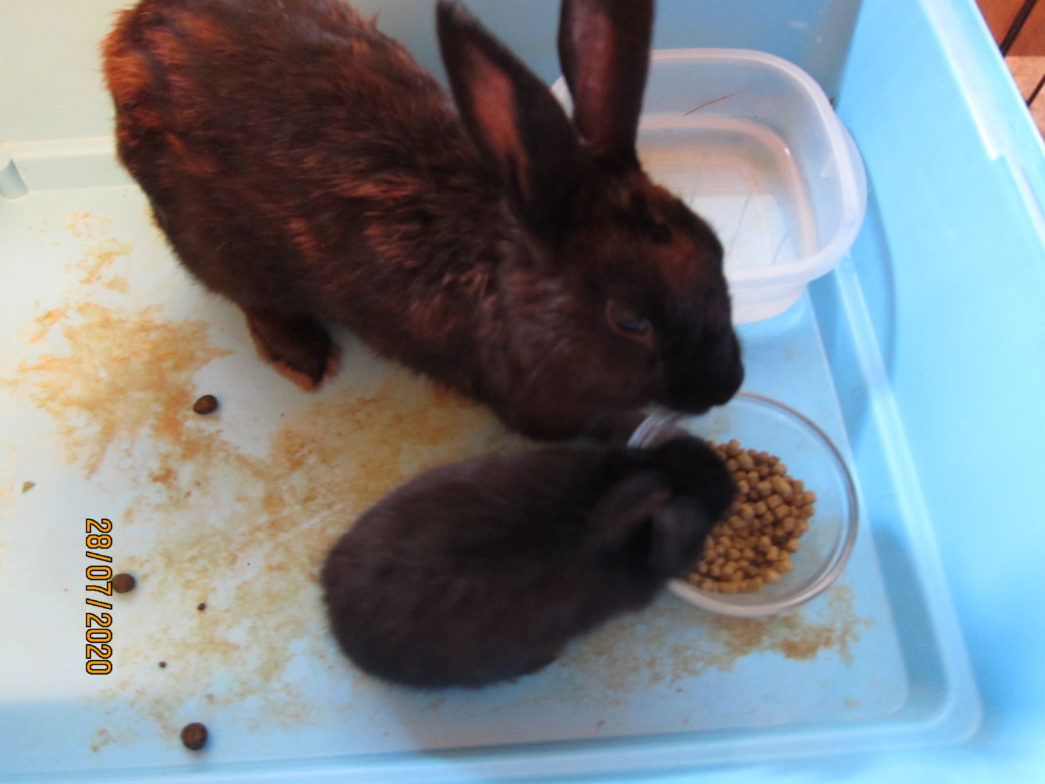 Newborn Bunnies from July 21- 31, 2020