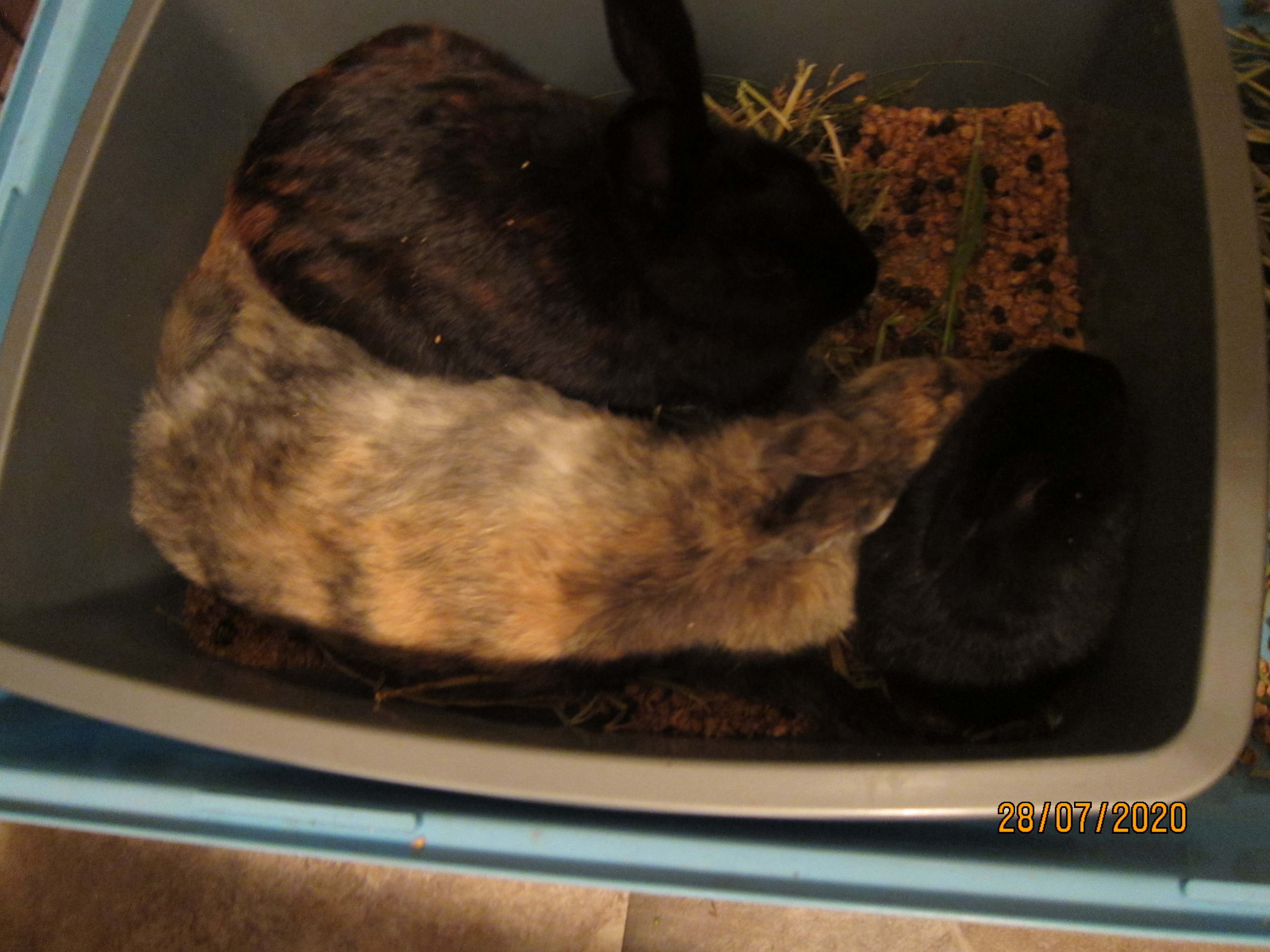 Newborn Bunnies from July 21- 31, 2020