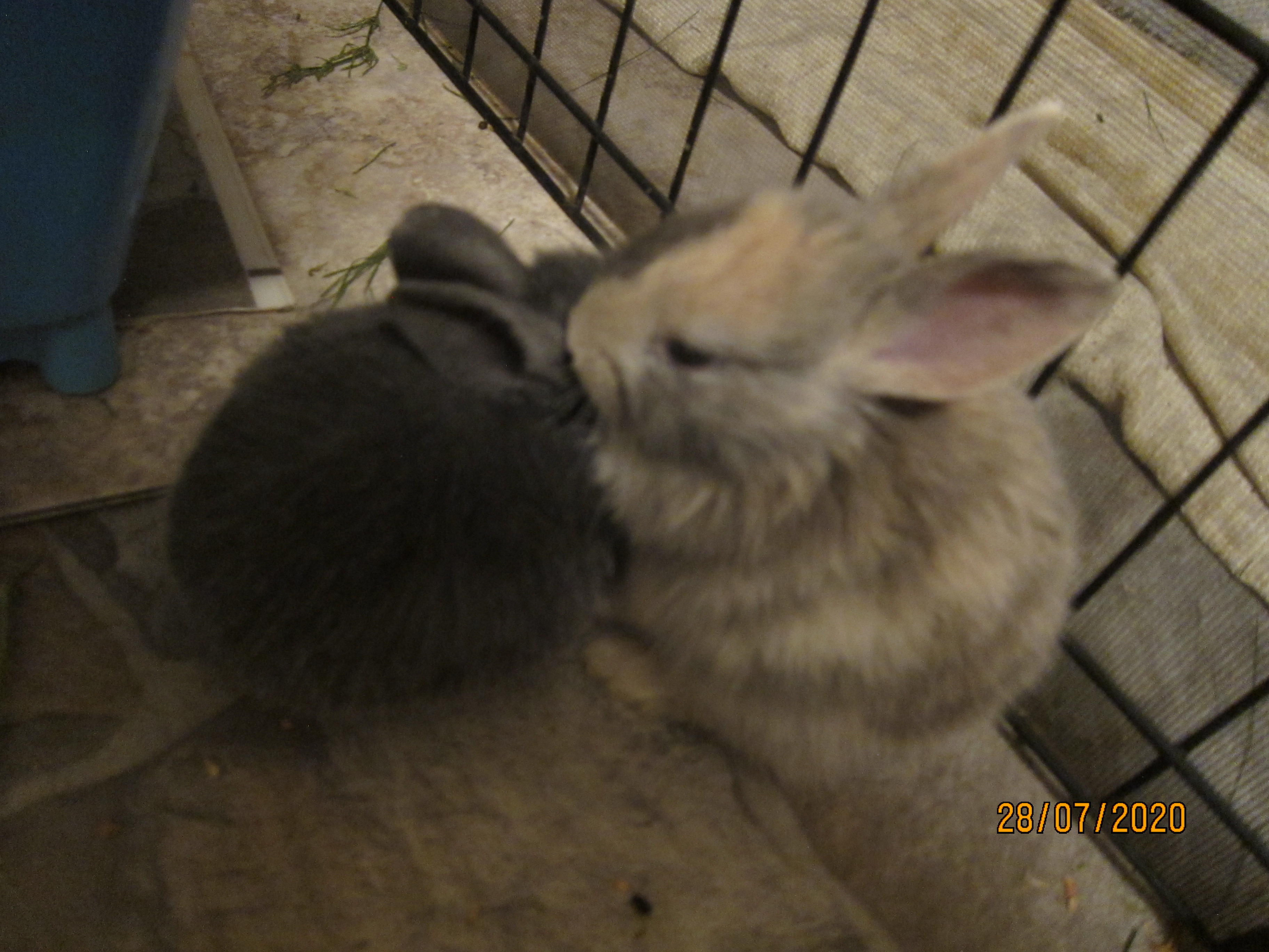 Newborn Bunnies from July 21- 31, 2020