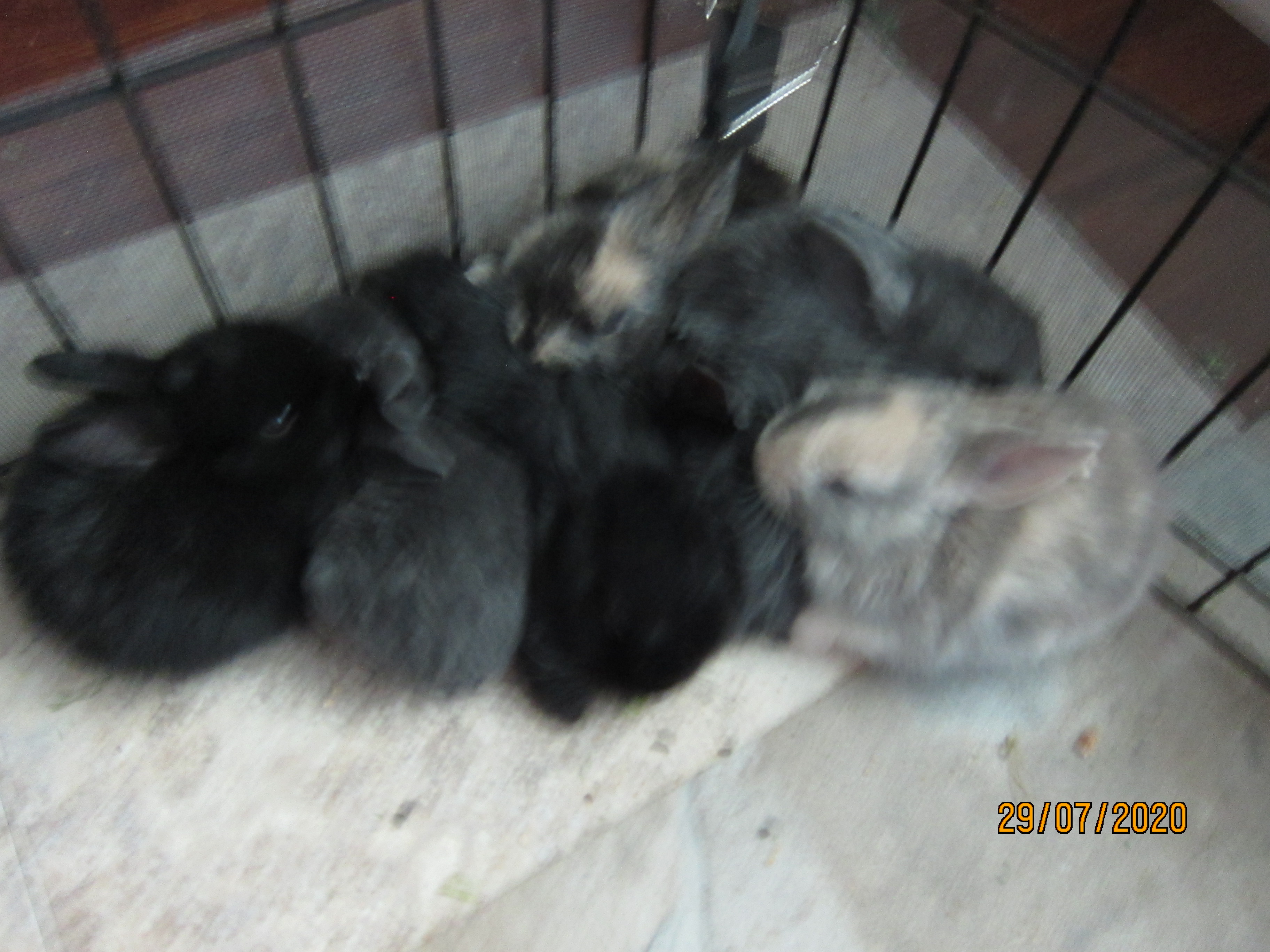 Newborn Bunnies from July 21- 31, 2020