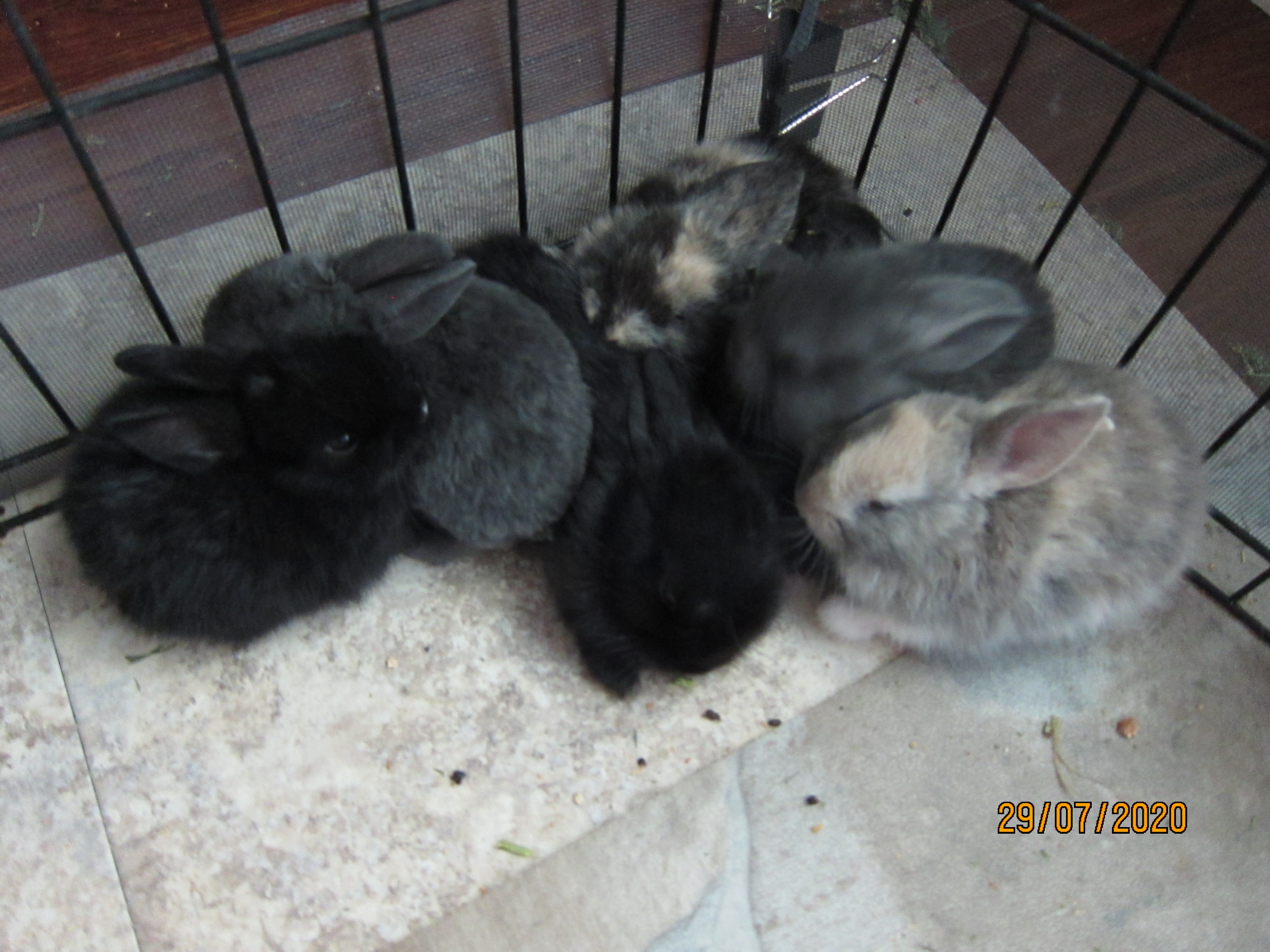 Newborn Bunnies from July 21- 31, 2020