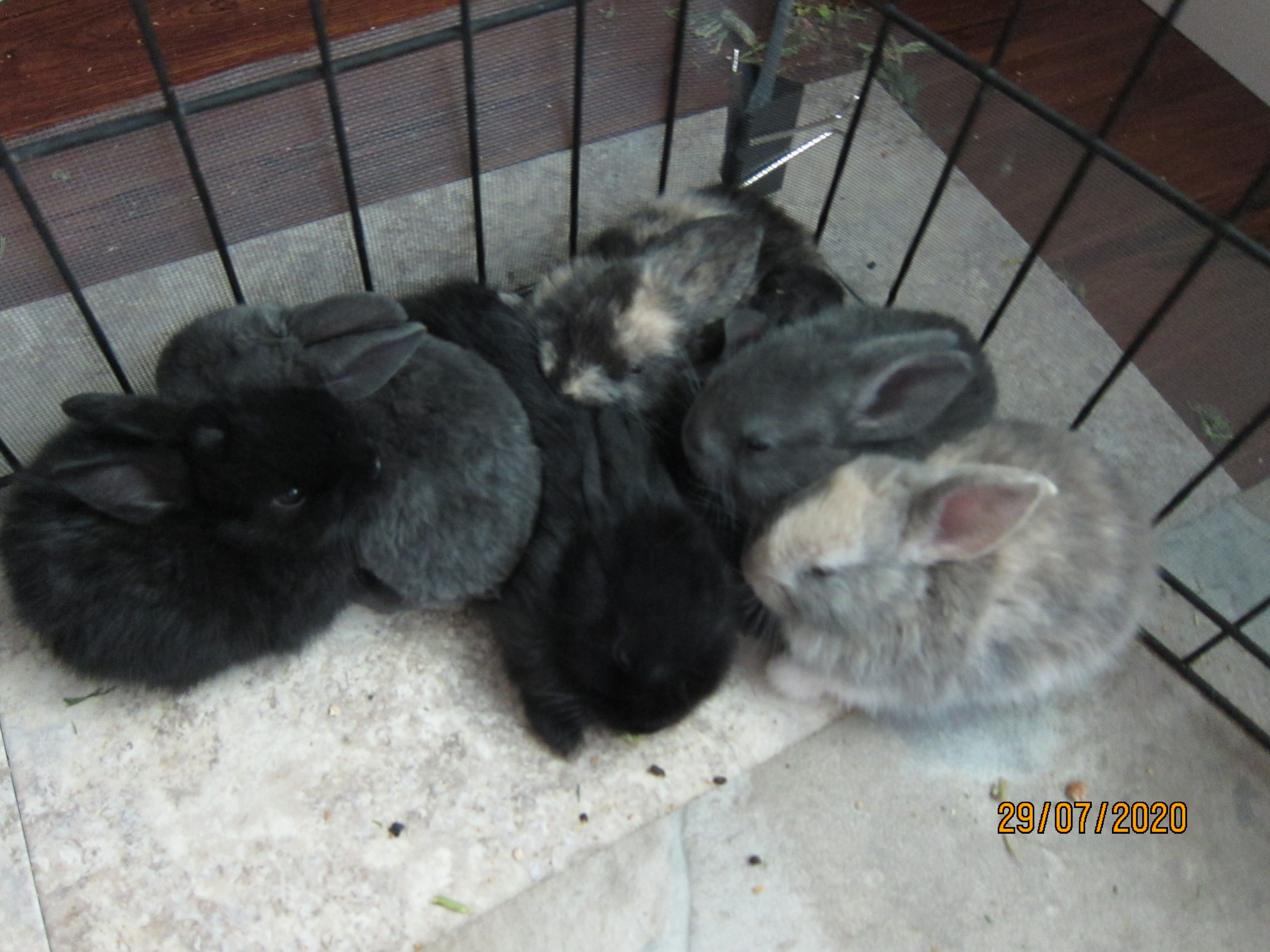 Newborn Bunnies from July 21- 31, 2020