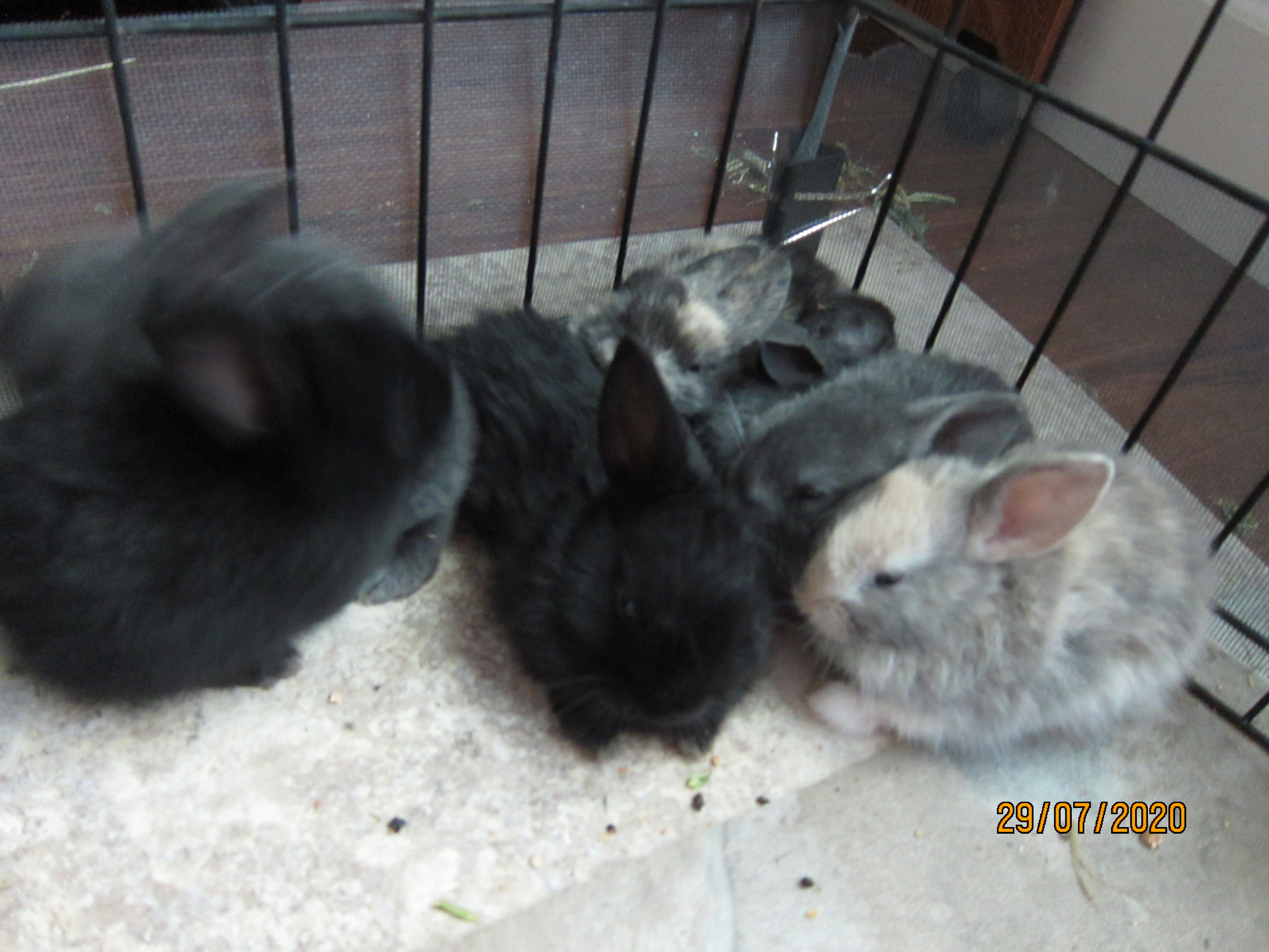 Newborn Bunnies from July 21- 31, 2020