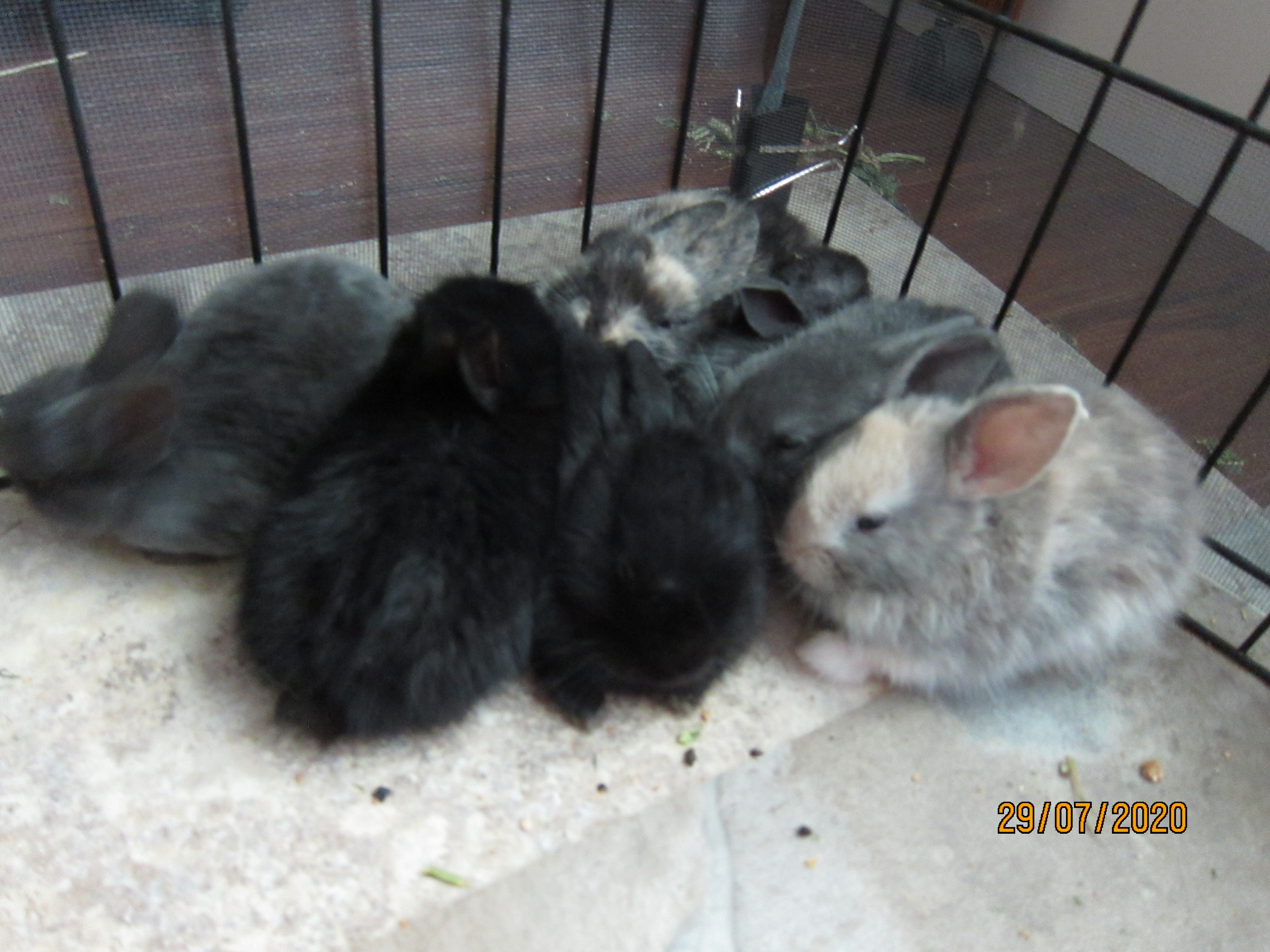 Newborn Bunnies from July 21- 31, 2020