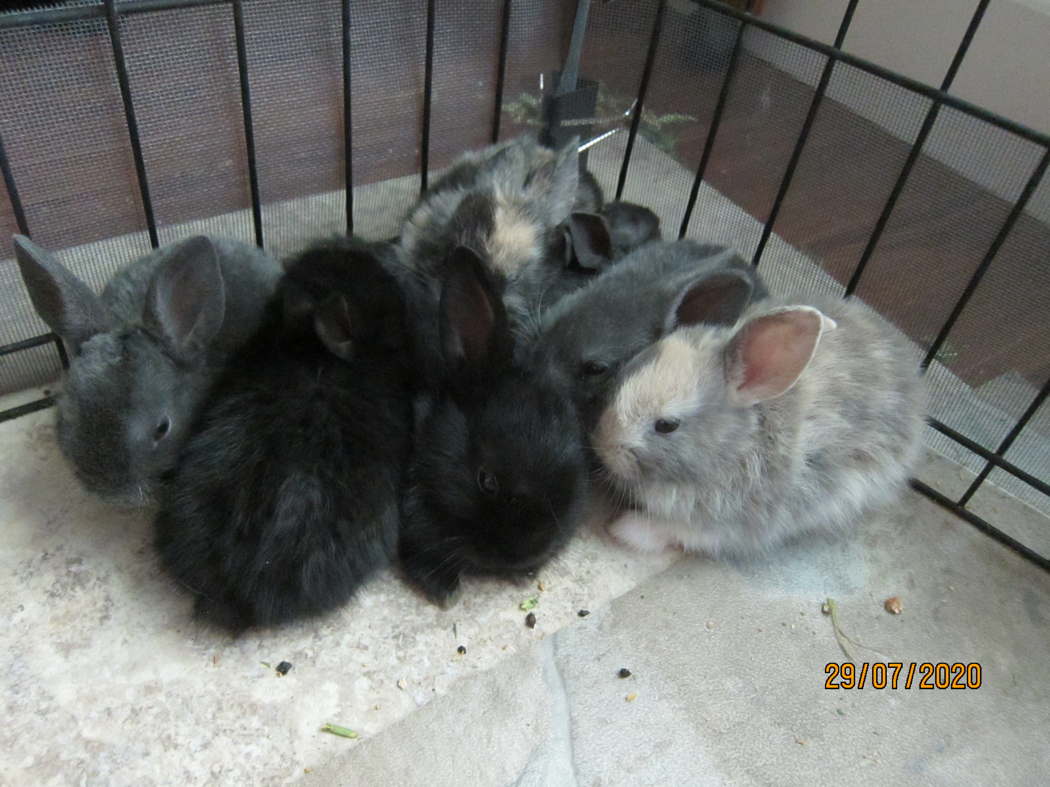 Newborn Bunnies from July 21- 31, 2020